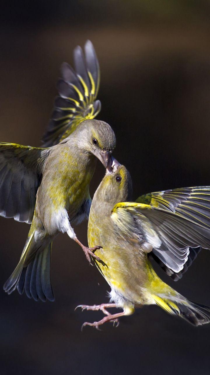 Birds, kiss, flight, 720x1280 wallpaper. Birds wallpaper