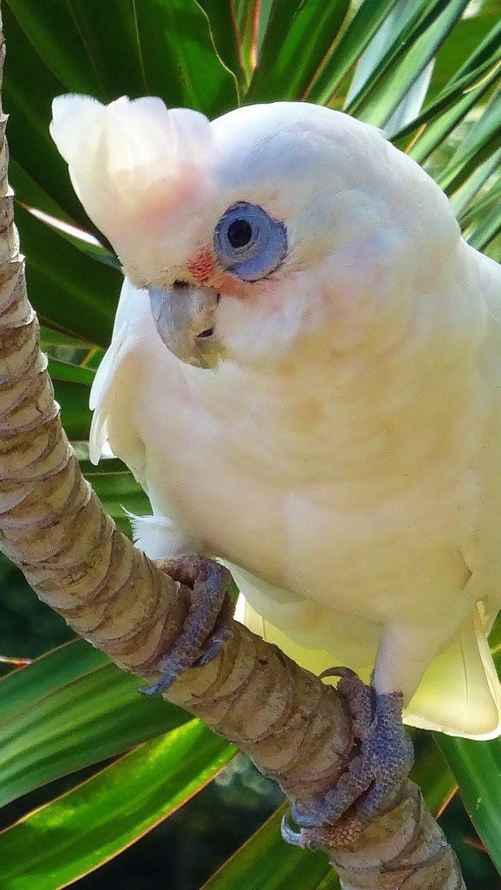 White parrot, Cockatoo, bird, 720x1280 wallpaper. Birds wallpaper