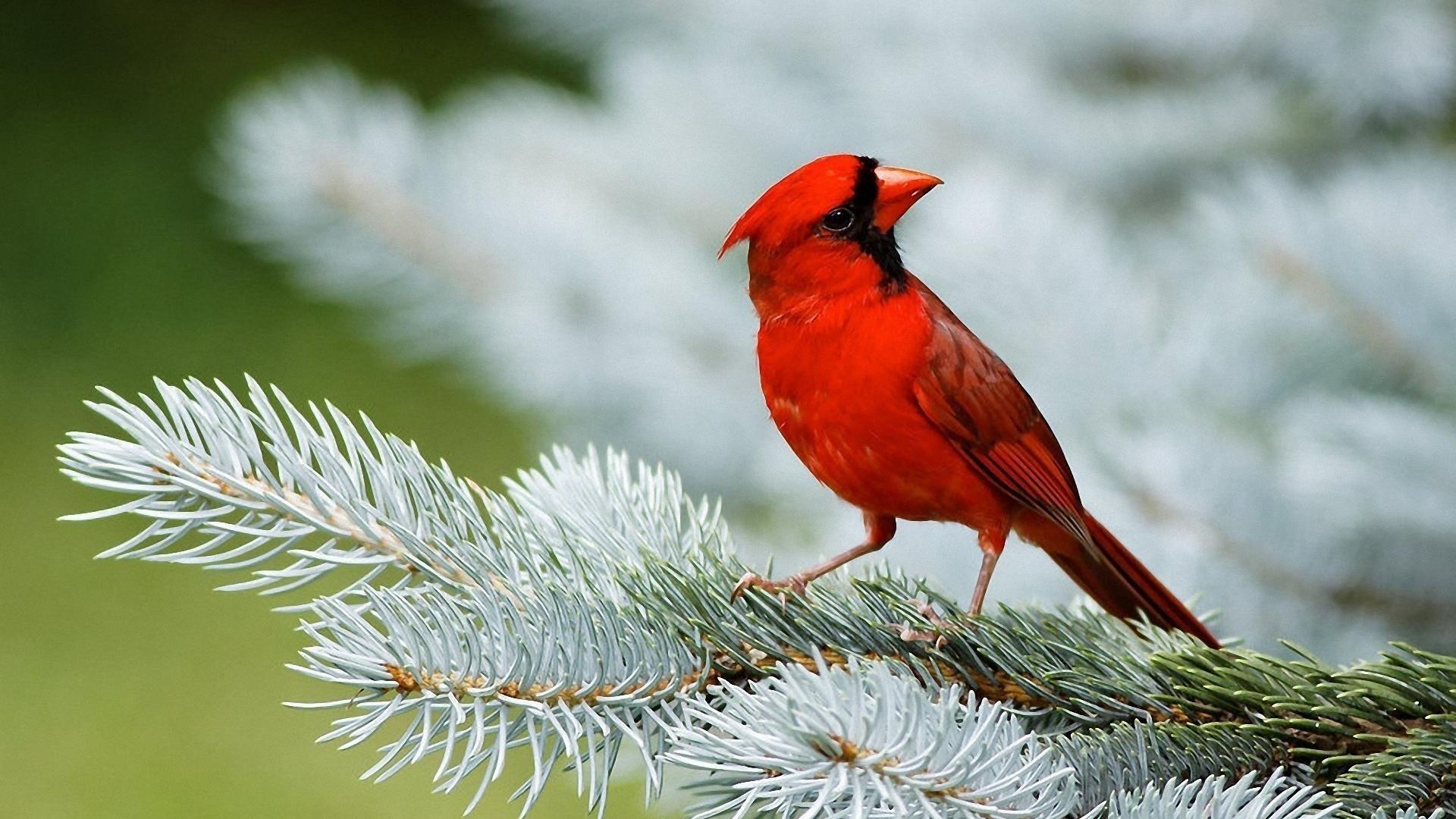 Beautiful Birds Wallpaper. Red Cardinal Bird On White Christmas