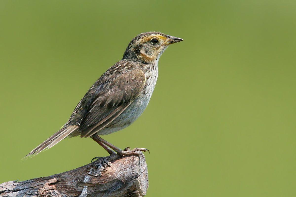 Saltmarsh sparrow could go extinct within 50 years. MNN