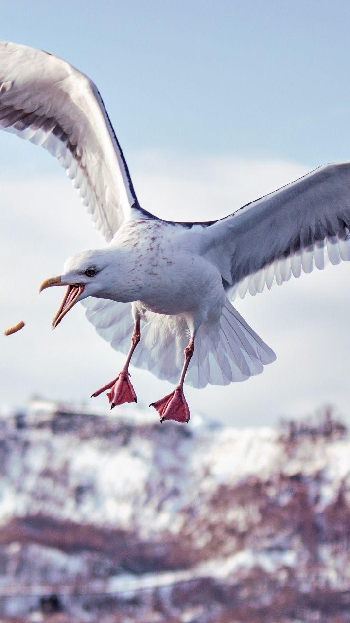 Seagull, wings, flight, bird, 720x1280 wallpaper. Birds wallpaper