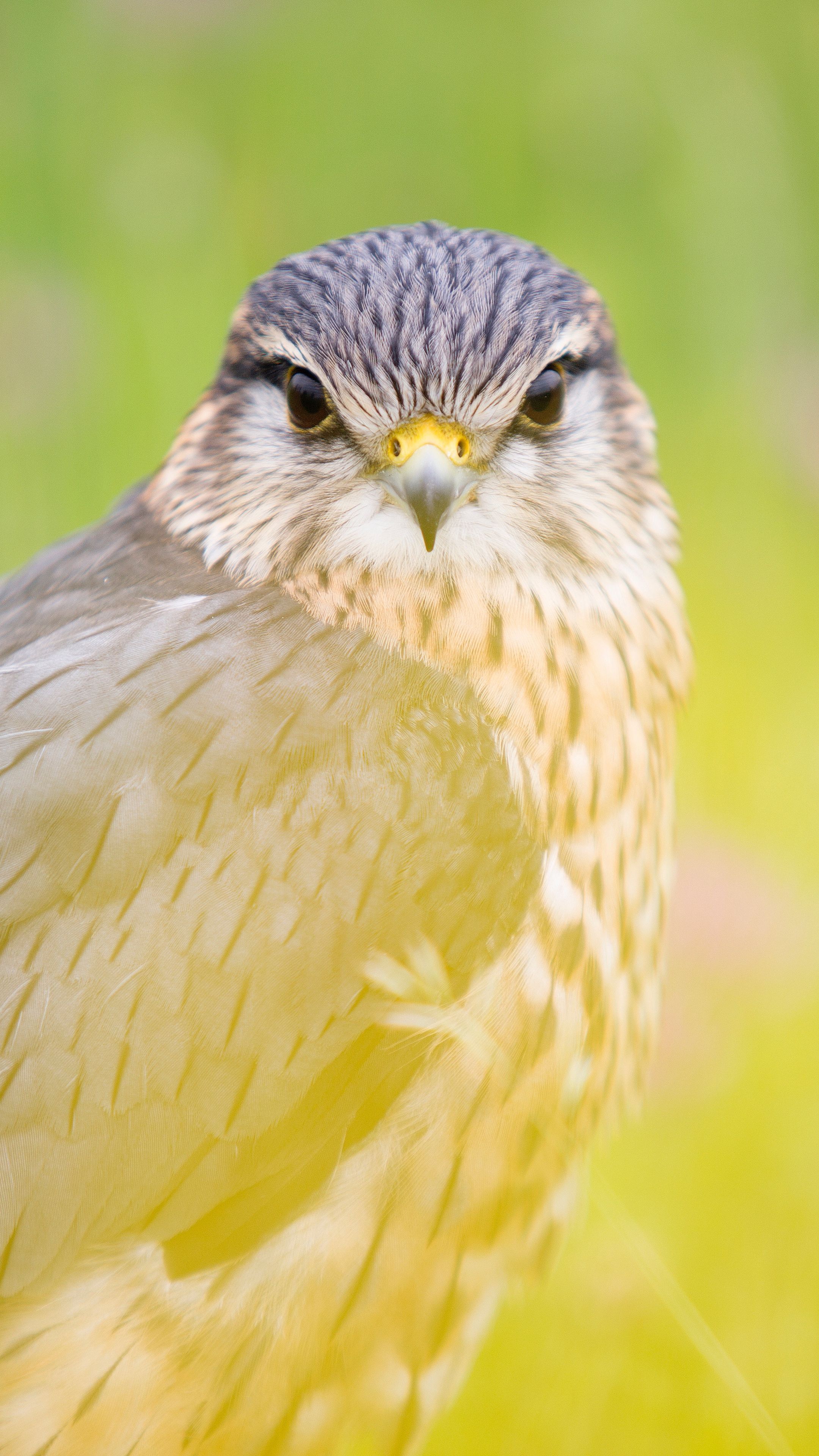 Animals #red Tailedhawk #hawk #bird #wallpaper HD 4k Background For Android :). Animal Wallpaper, Animals, Bird
