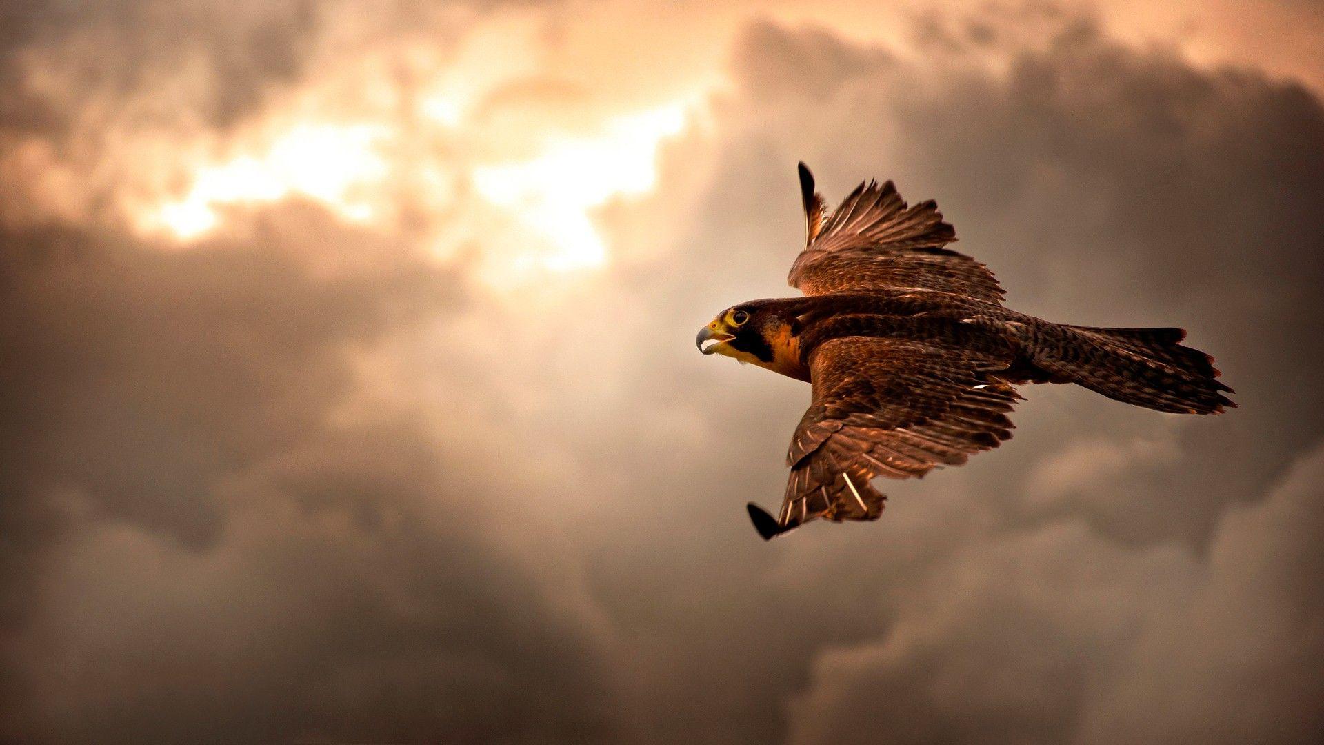 Brown Eagle in flight HD Wallpaper FullHDWpp. Creative