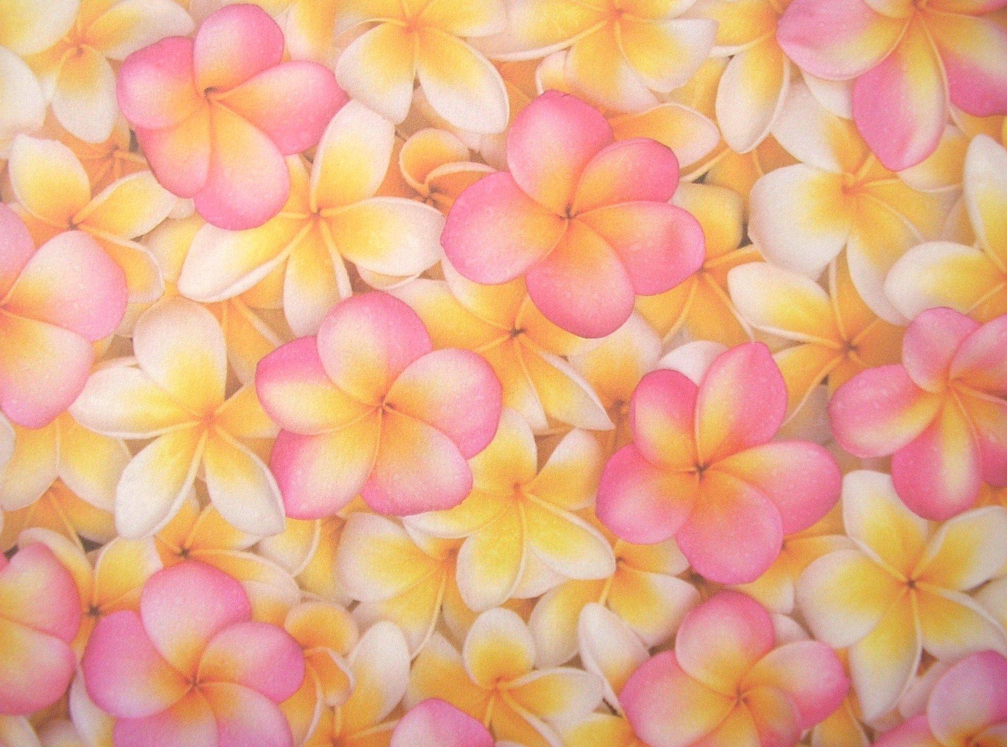 frangipani background. Pink is. Flowers, Wallpaper