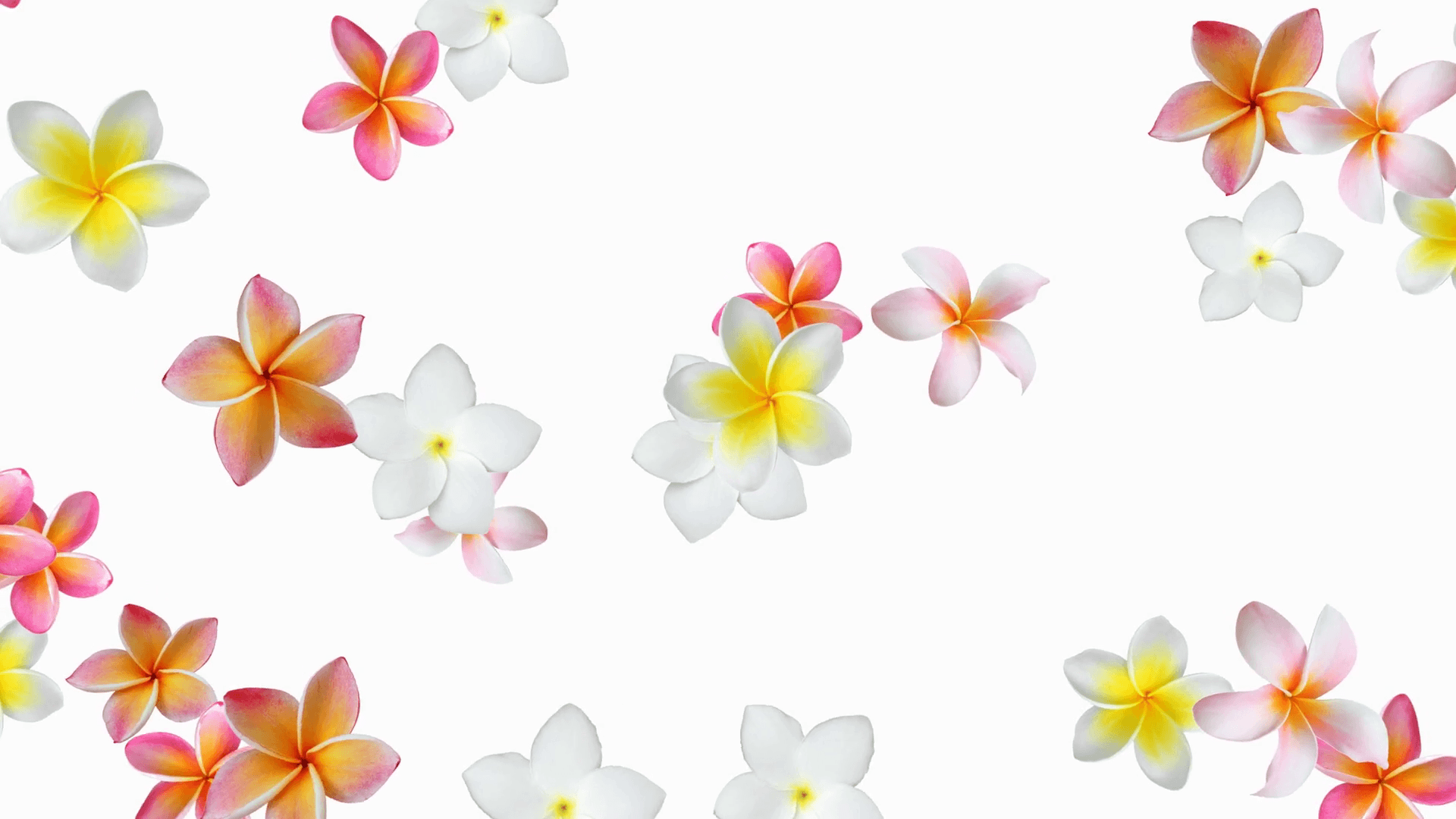 Flower background animation (Frangipani, Plumeria)