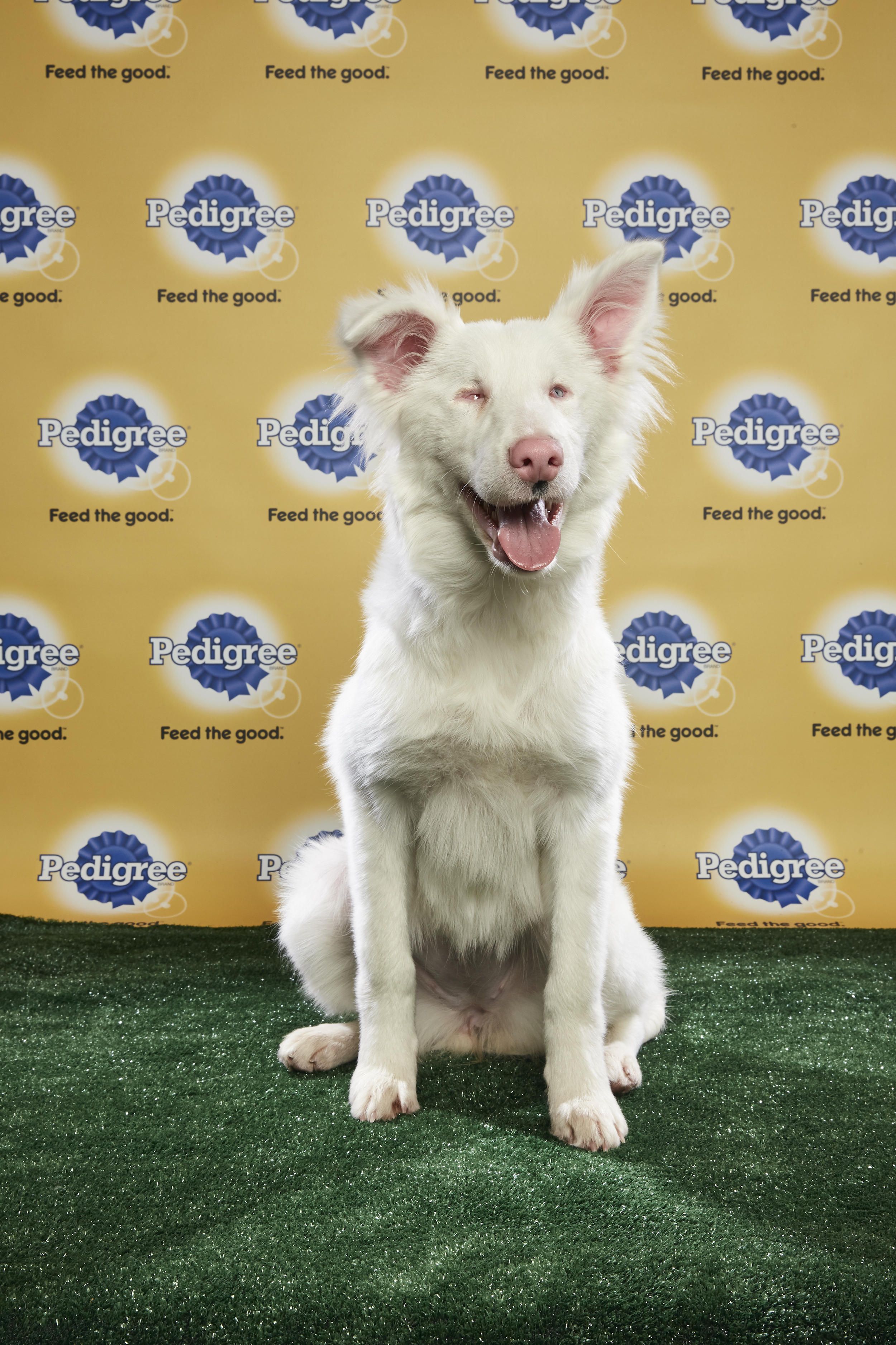 Puppy Bowl 2019 Wallpapers - Wallpaper Cave