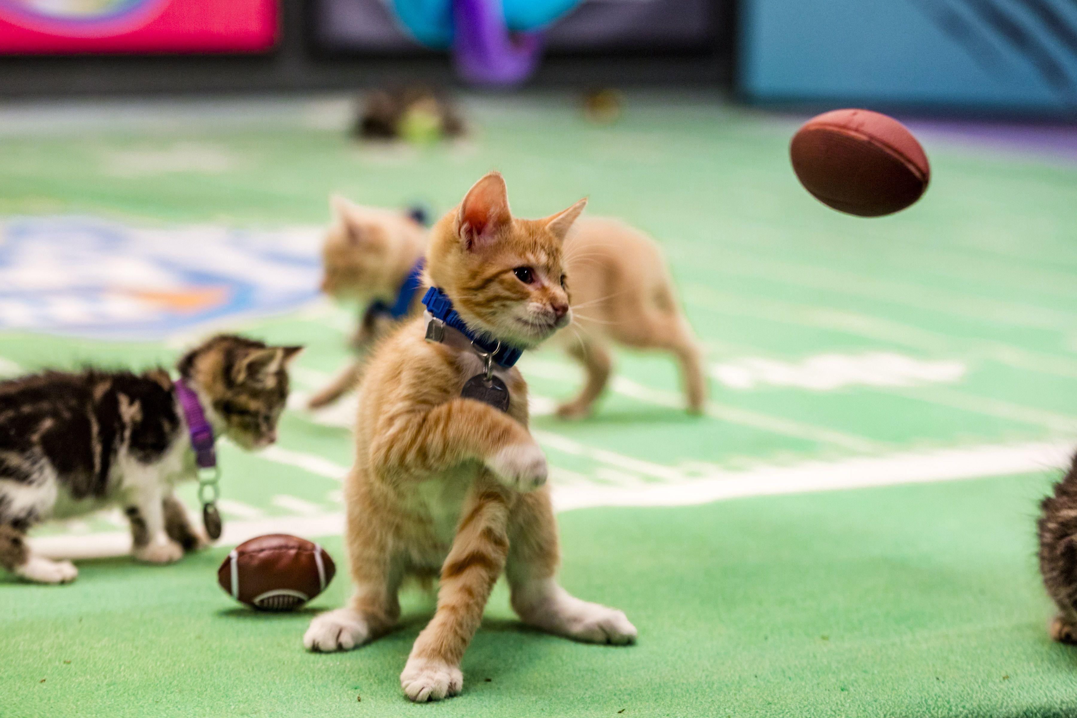 Puppy Bowl 2019 Wallpapers - Wallpaper Cave