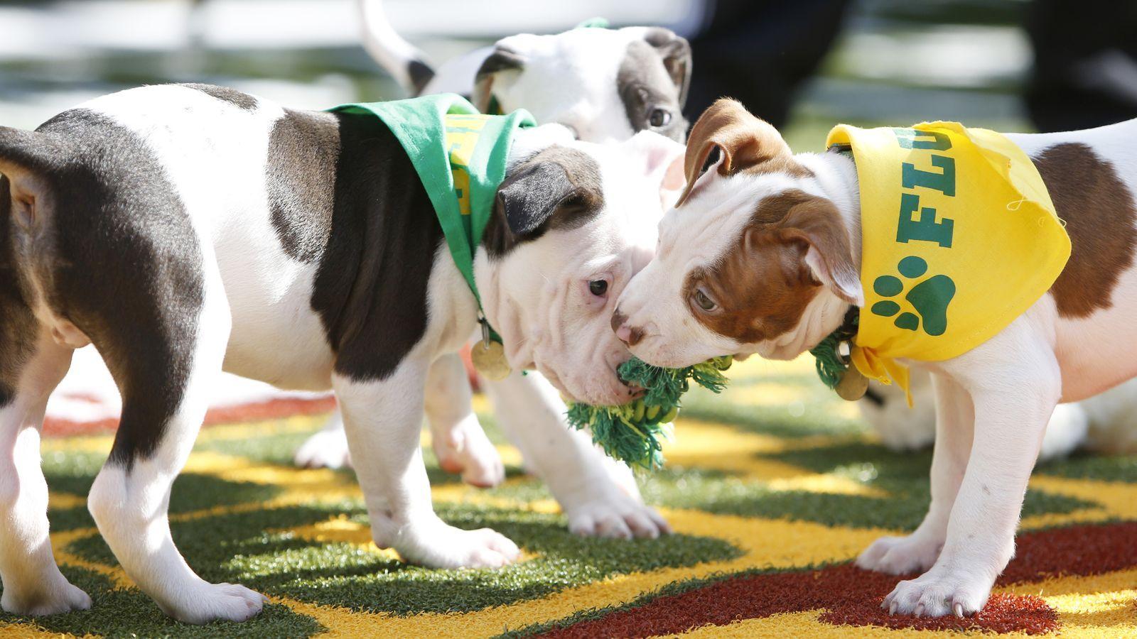 Puppy Bowl 2019 Wallpapers - Wallpaper Cave