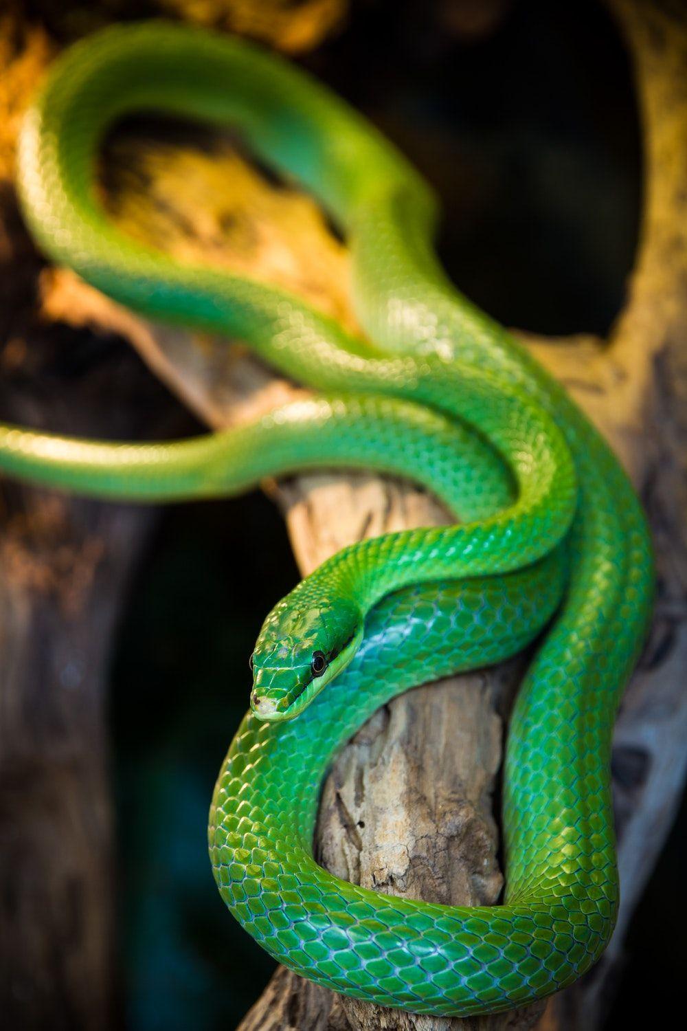 Snake Picture. Download Free Image