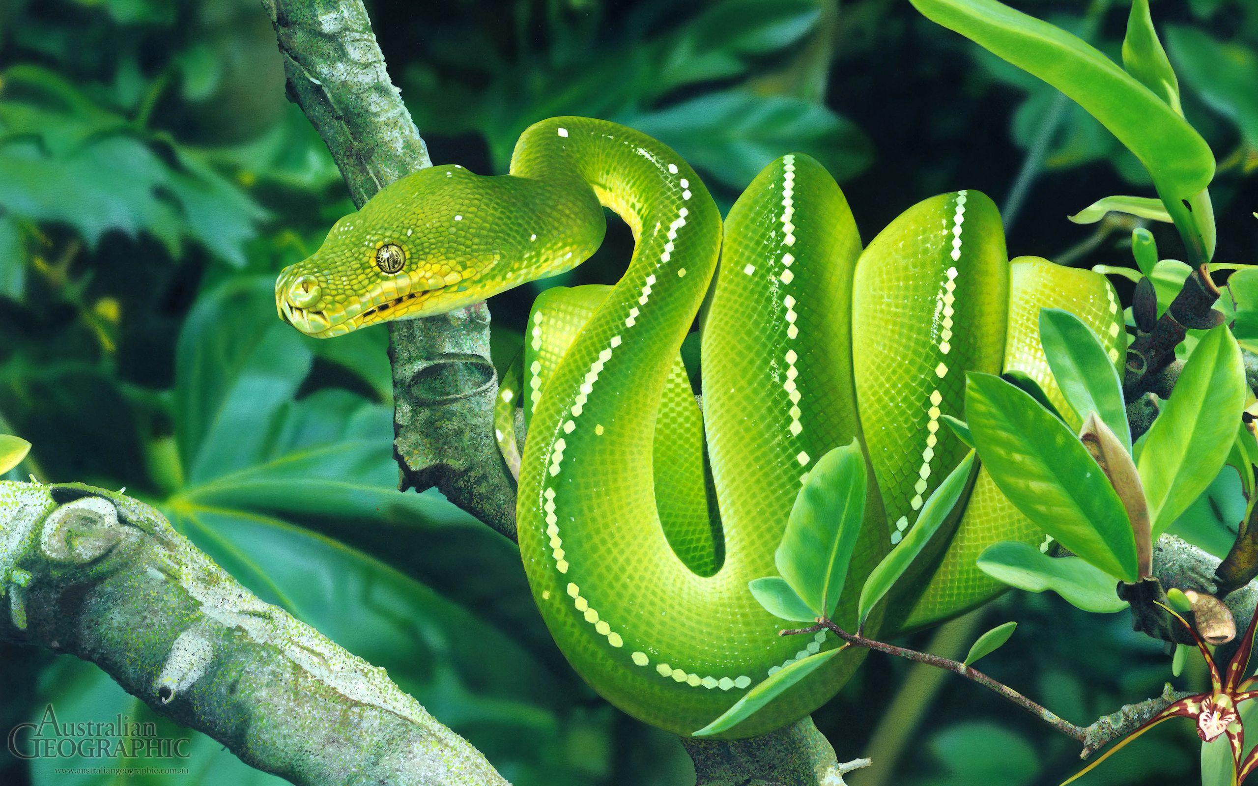 Green tree python illustration