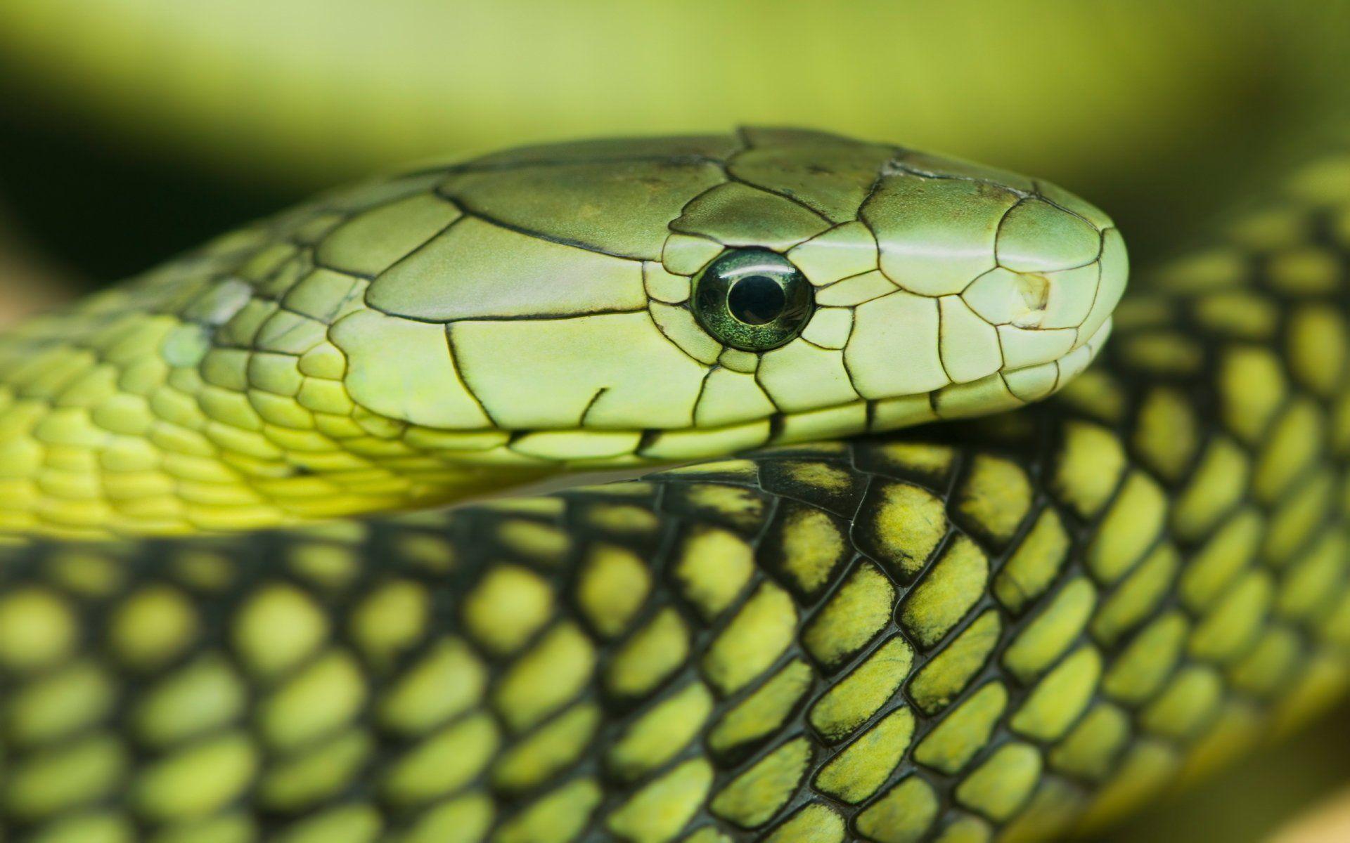 Picture of Green Mamba Wallpaper