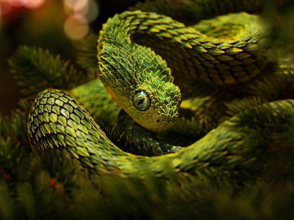 Snake HD Wallpaper Free Download Background Image & Picture