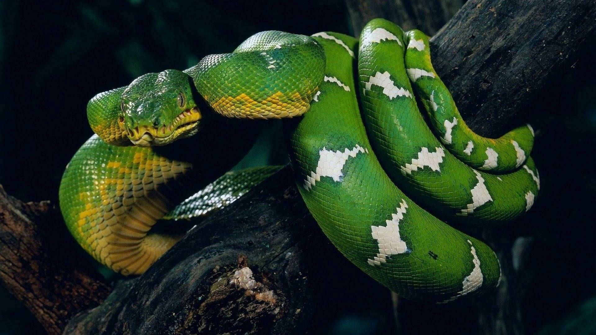 HD Wallpaper 1080p Boa Snake. Snake wallpaper, Green anaconda