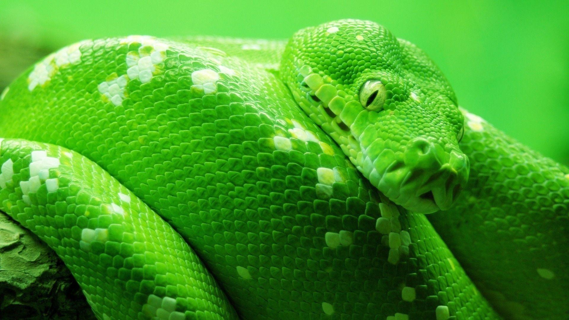 Green Snake Wide Wallpaper 49373. Best Free Desktop HD Wallpaper