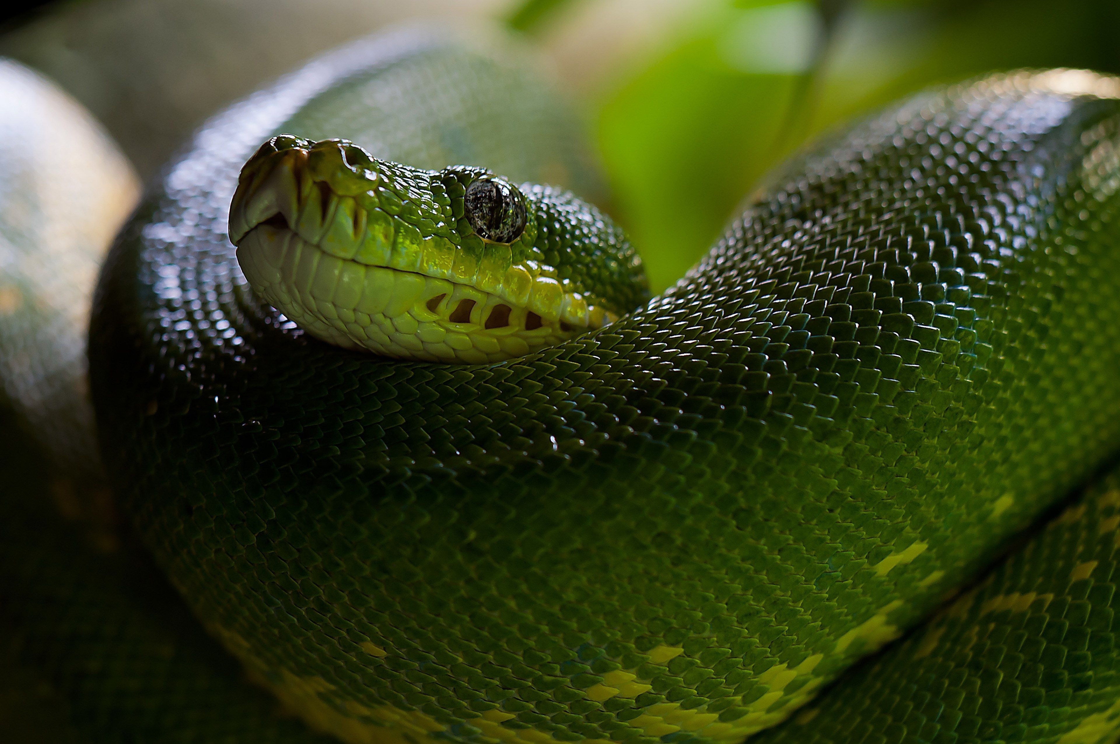 green tree python #snake #python #morelia viridis 4k wallpaper