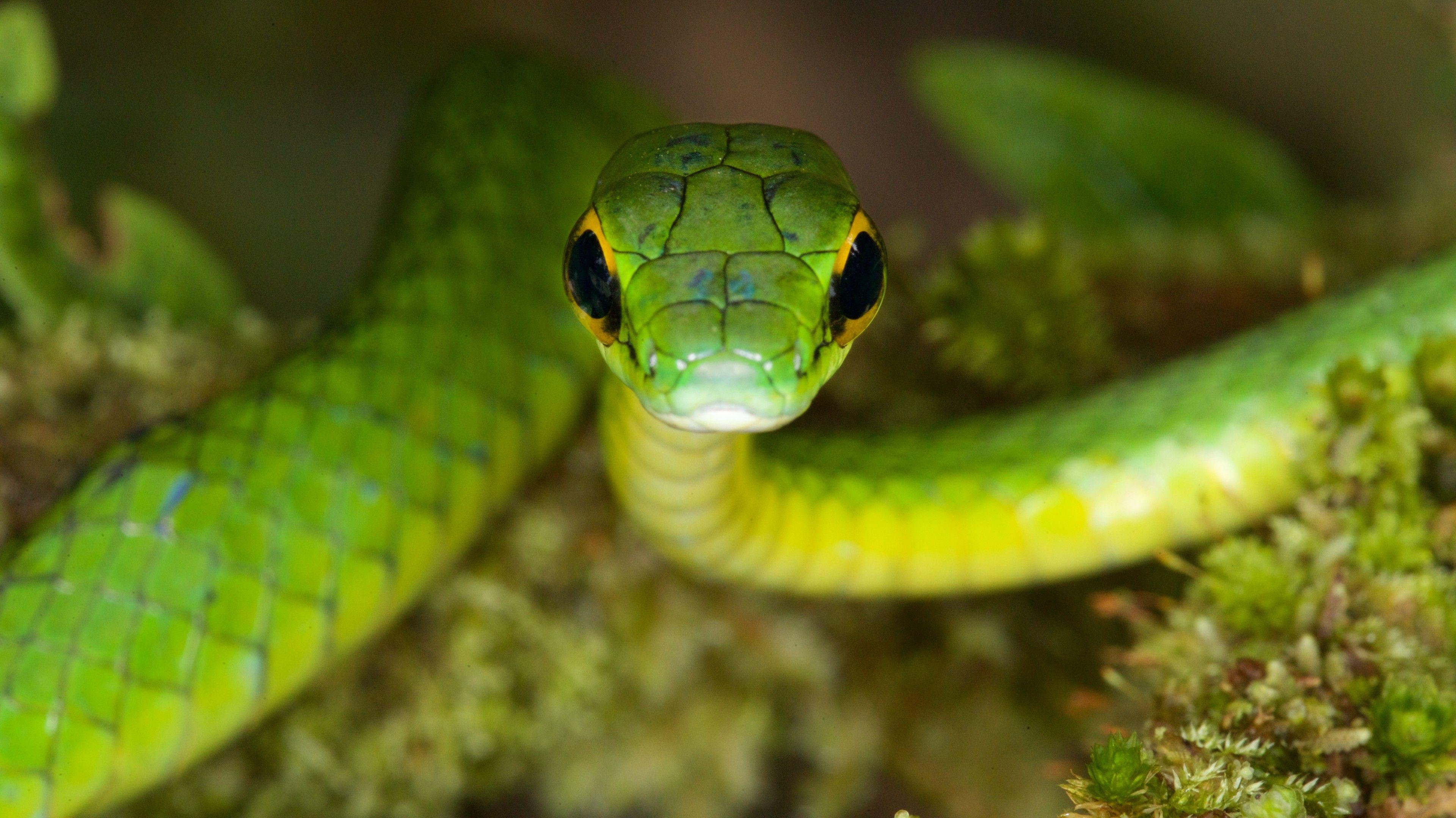 Wallpaper Satiny Parrot Snake, Snake, green, danger, eyes, Animals