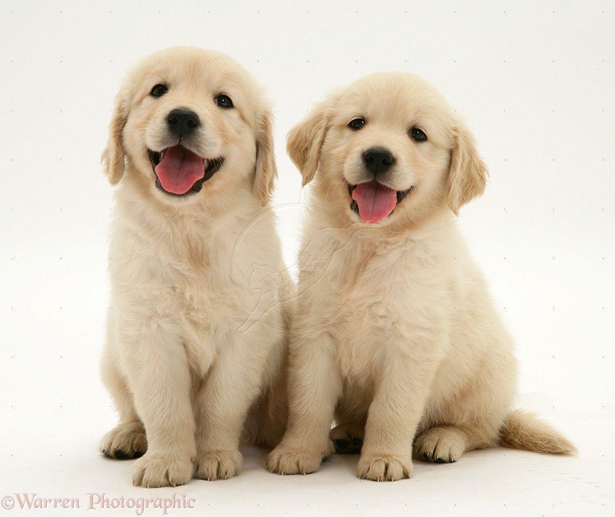 Cute White Golden Retriever Puppies. Man's Best Friend