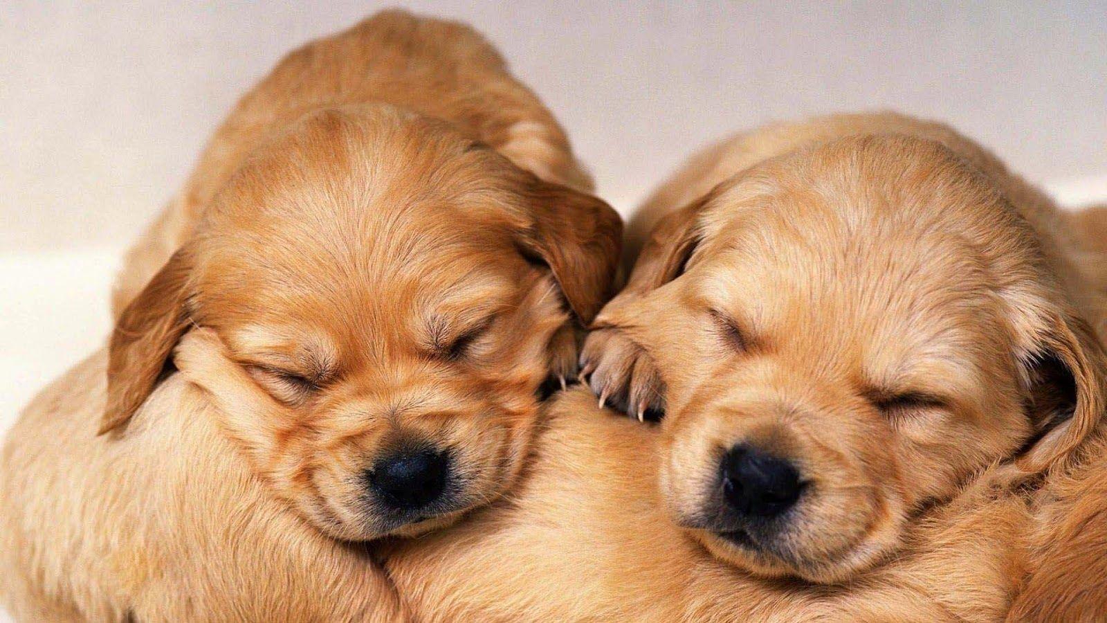 Free HD Wallpaper: Cute Golden Retriever Puppies Wallpaper image