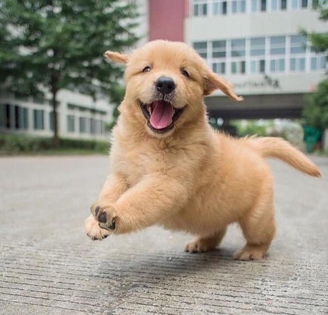 20 Best Cute Wallpaper Golden Retriever Adorable Puppies You Can Use It 
