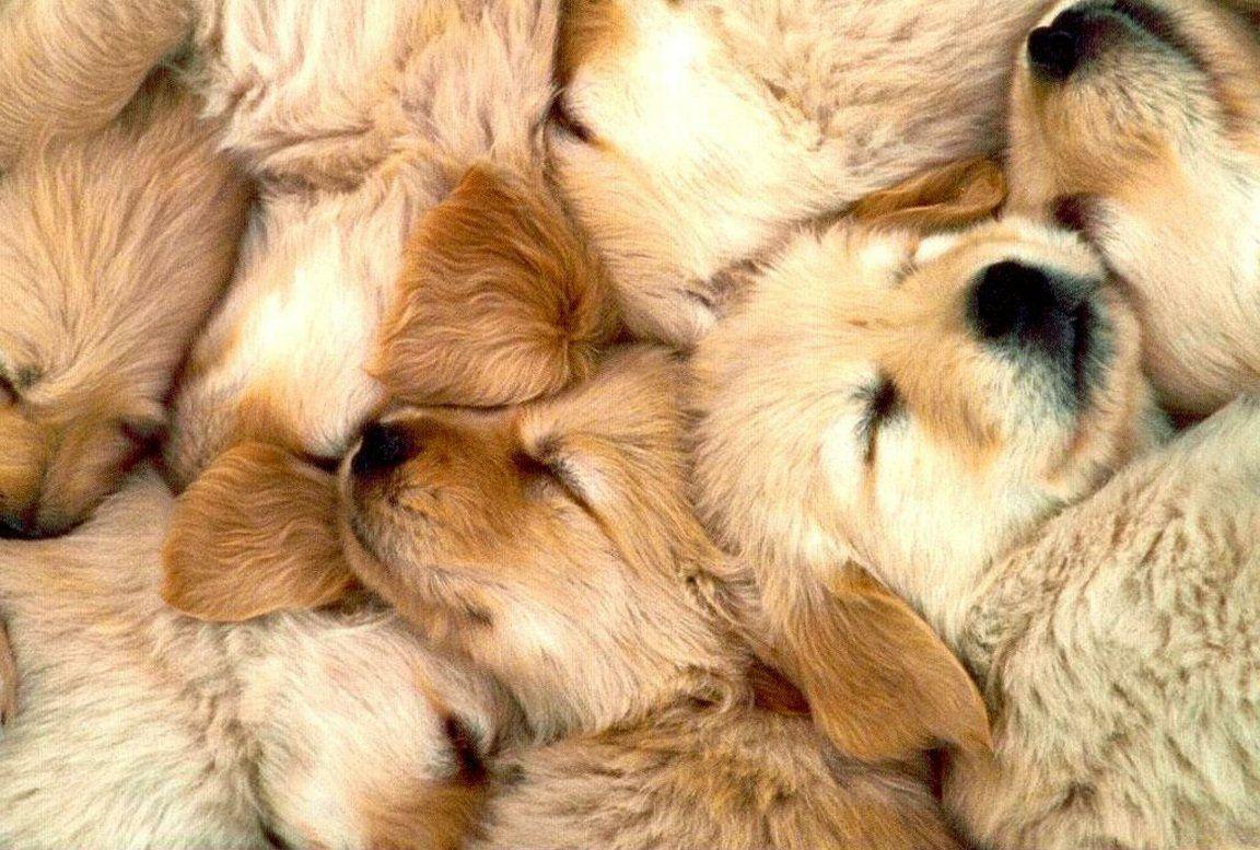 Golden Retriever Puppy Wallpapers - Wallpaper Cave