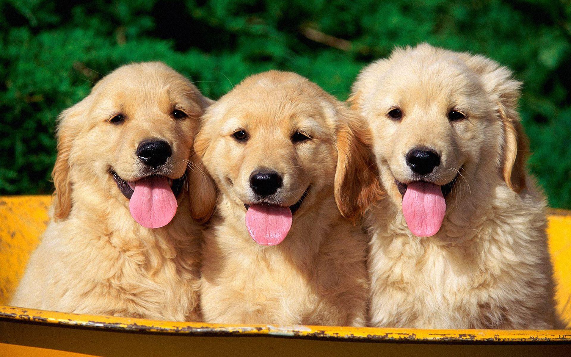 Golden Retriever puppies in the basket photo and wallpaper