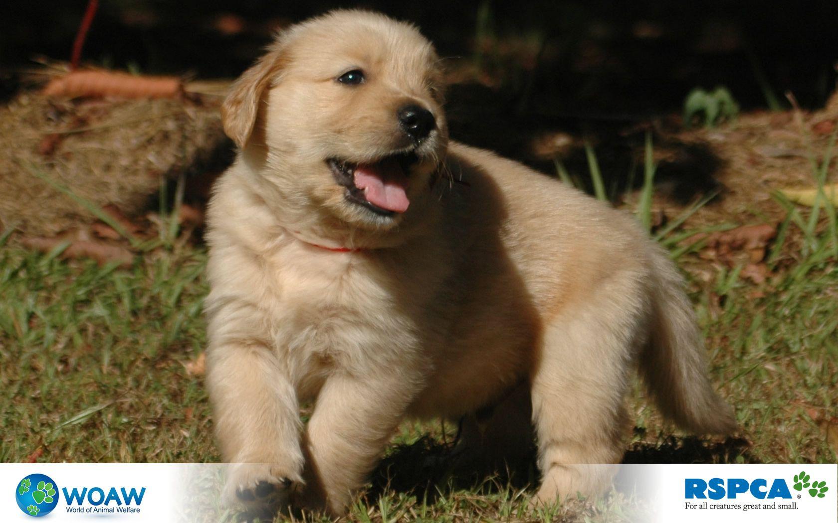 Golden Retriever Puppy Wallpaper. Ages 9 13
