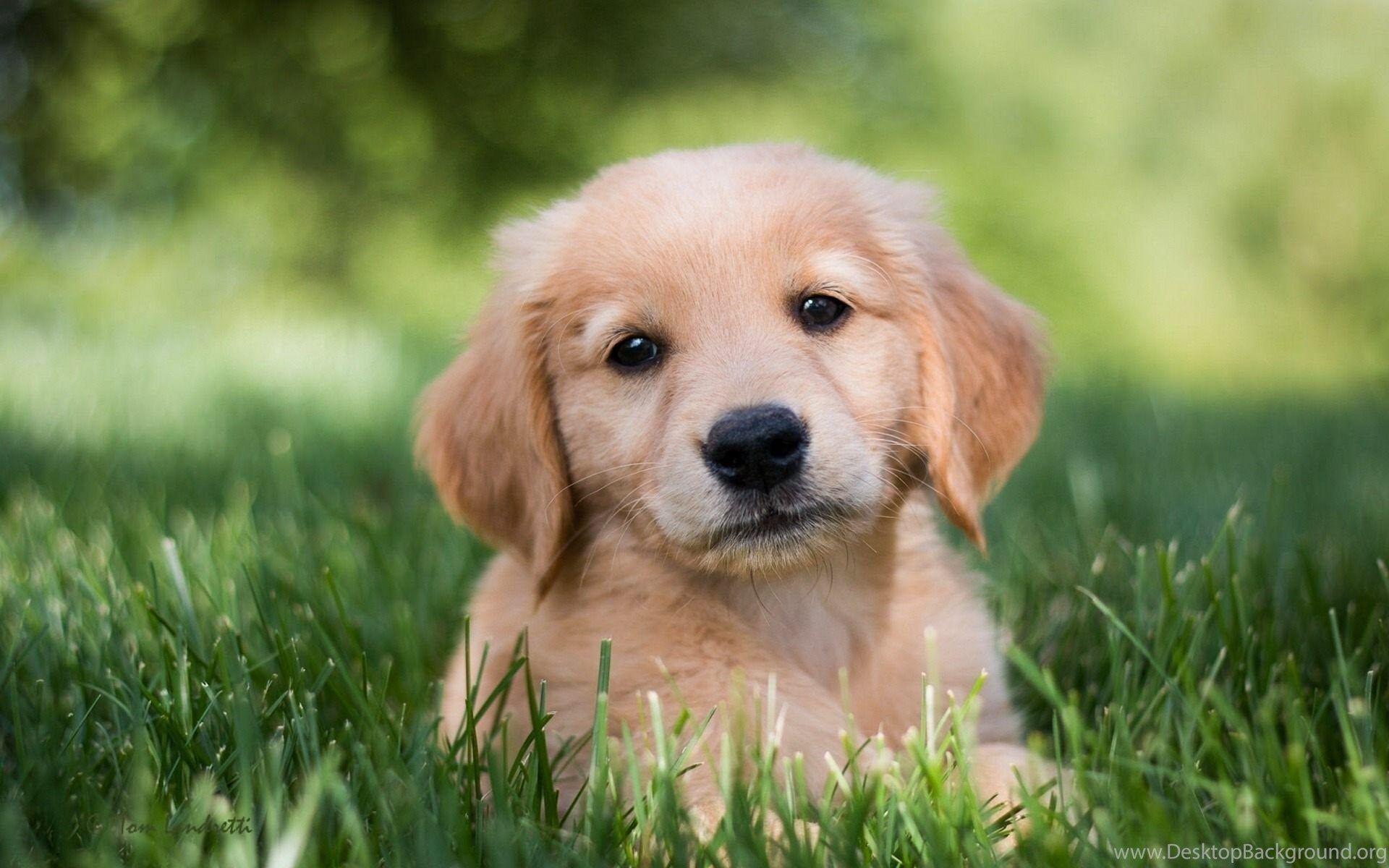 Golden Retriever Puppy Wallpaper Download Of Golden Dog Desktop