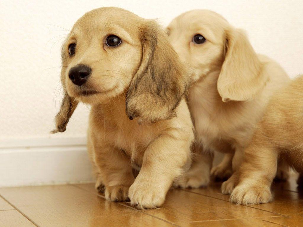 Golden retriever puppies wallpaper. Funny Animal