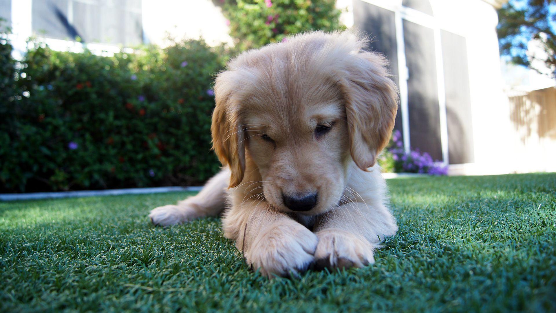 Golden Retriever Puppy Wallpaper 46605 1920x1080px