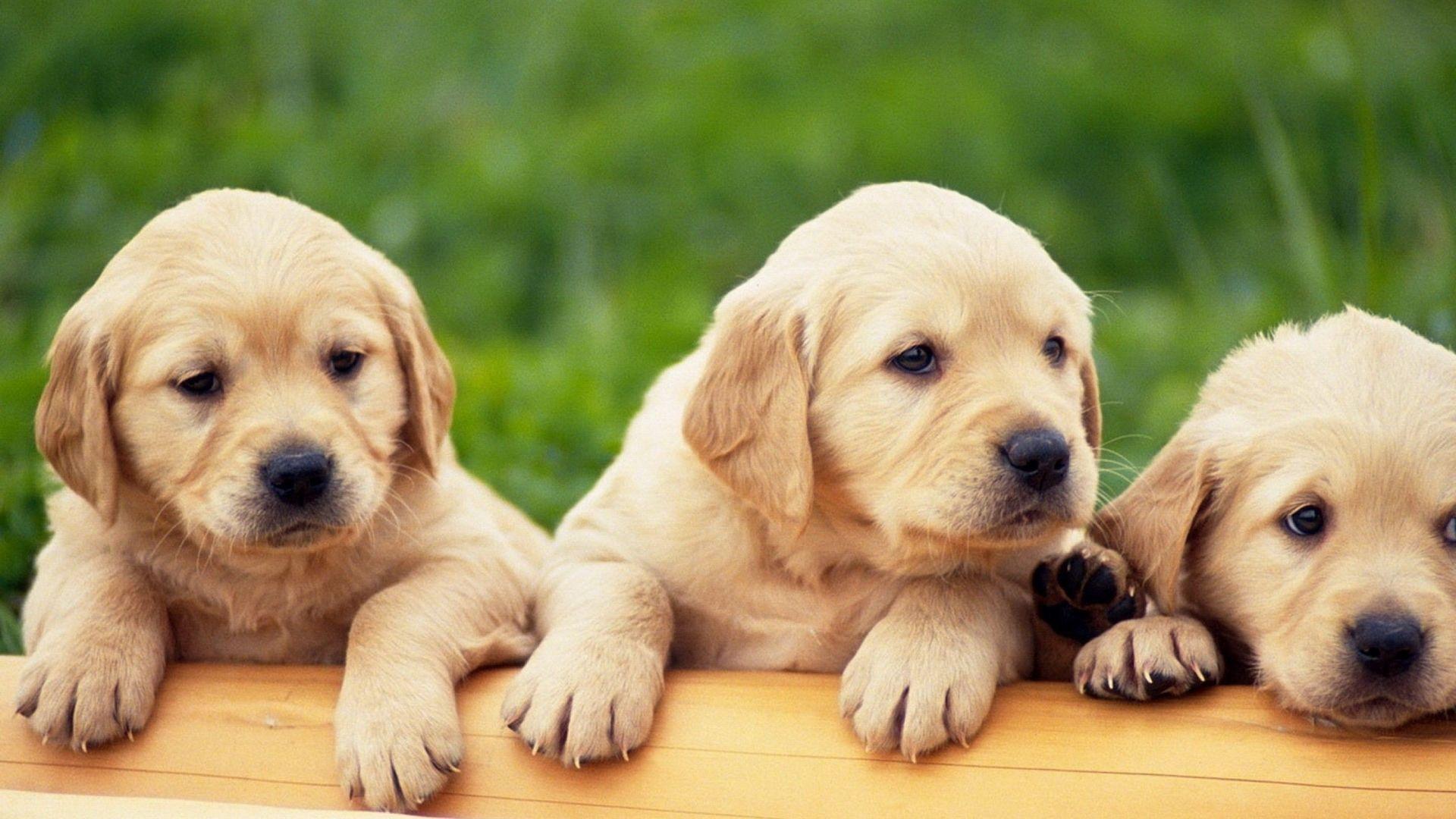 Golden Retriever Puppies, High Definition, High Quality