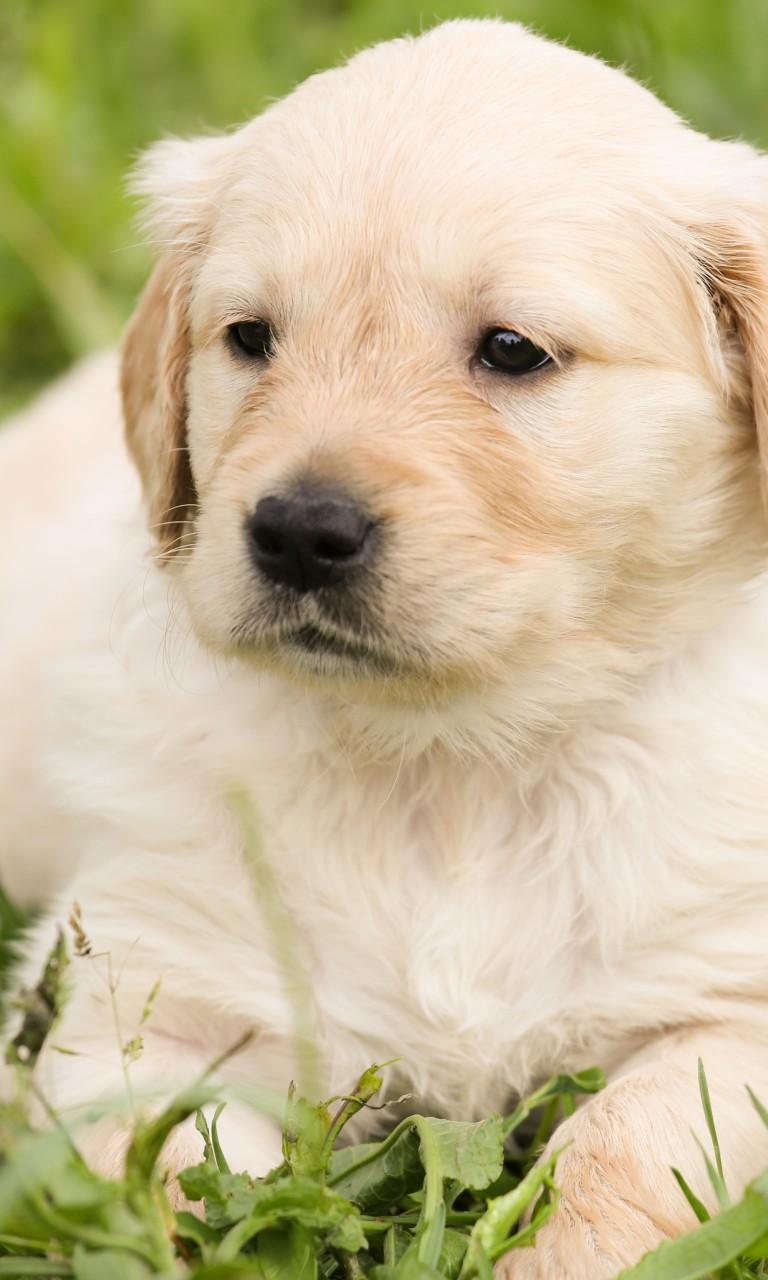Cute Golden Retriever Puppy 768x1280