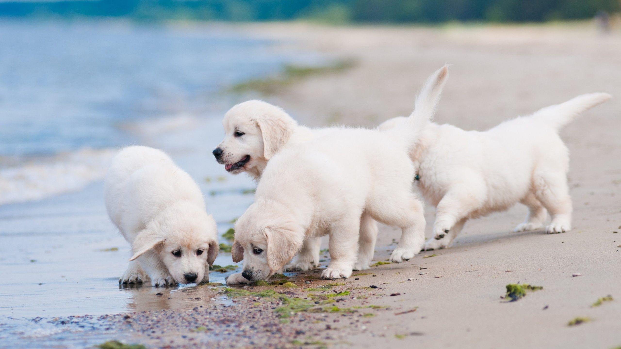 Golden Retriever, Puppies, Sandbeach, Seaside