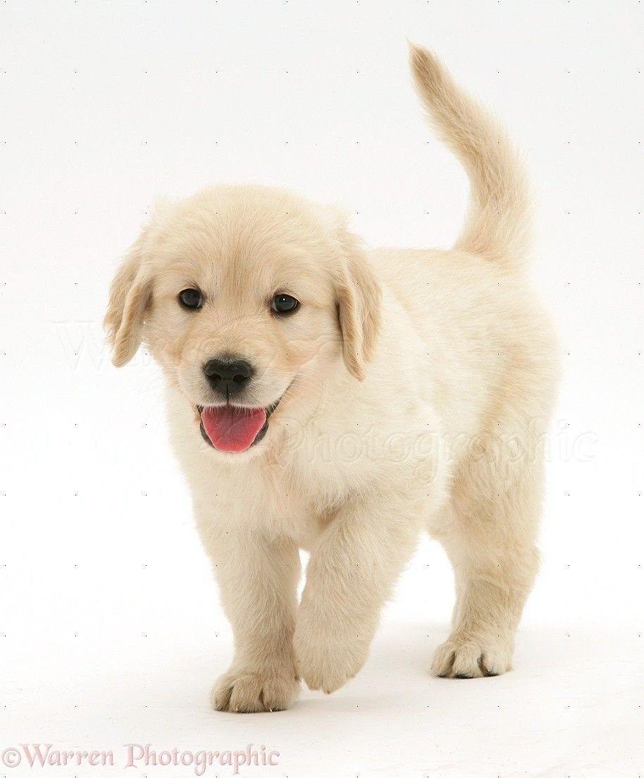 Golden Retriever Puppy Running Wallpaper. Desktop Background