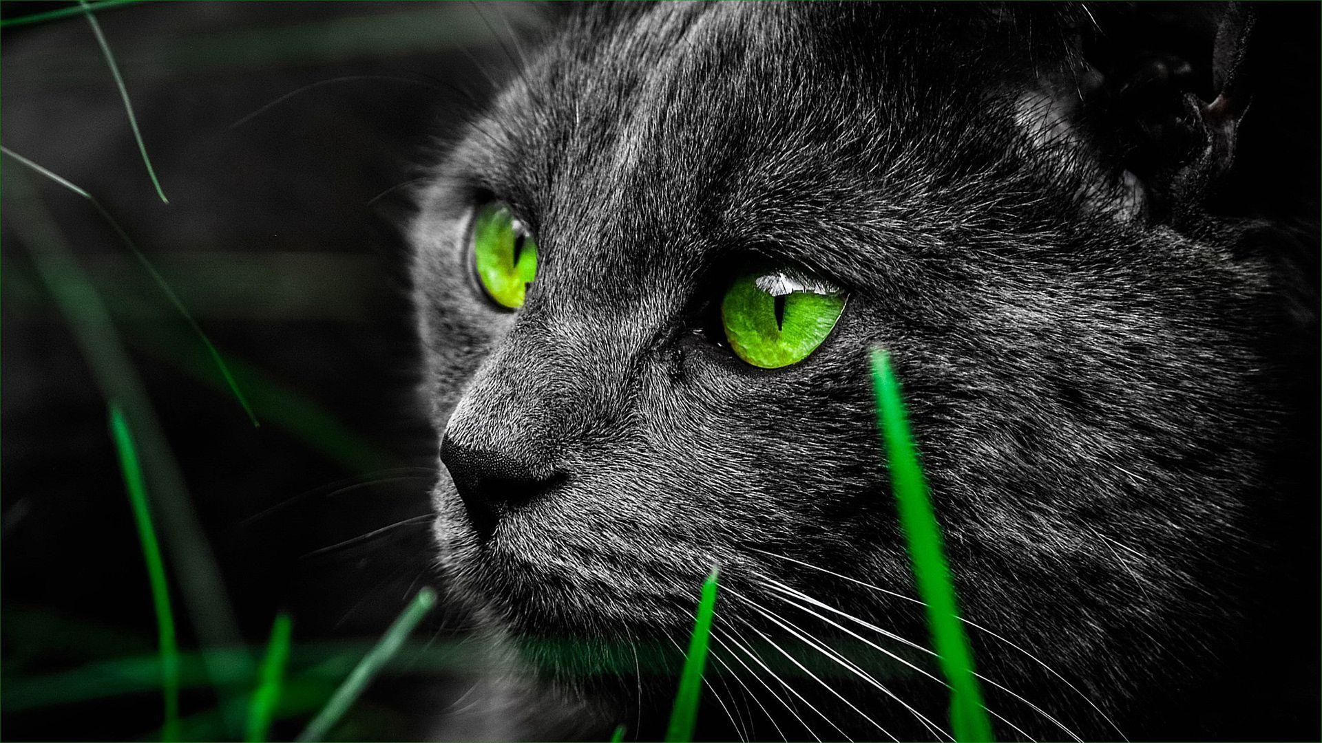 Green Eye Black Cat Wallpaper