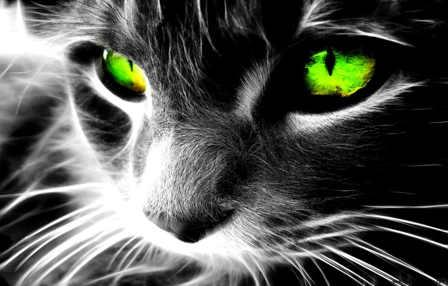 Cat With Green Eyes HD Wallpaper