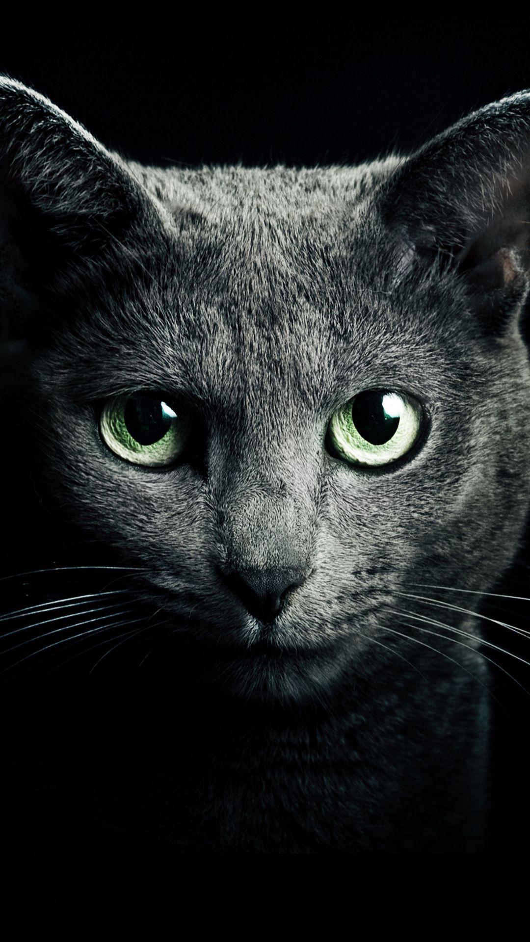 Russian Blue (Face, Green eyes) HD Cat Wallpaper