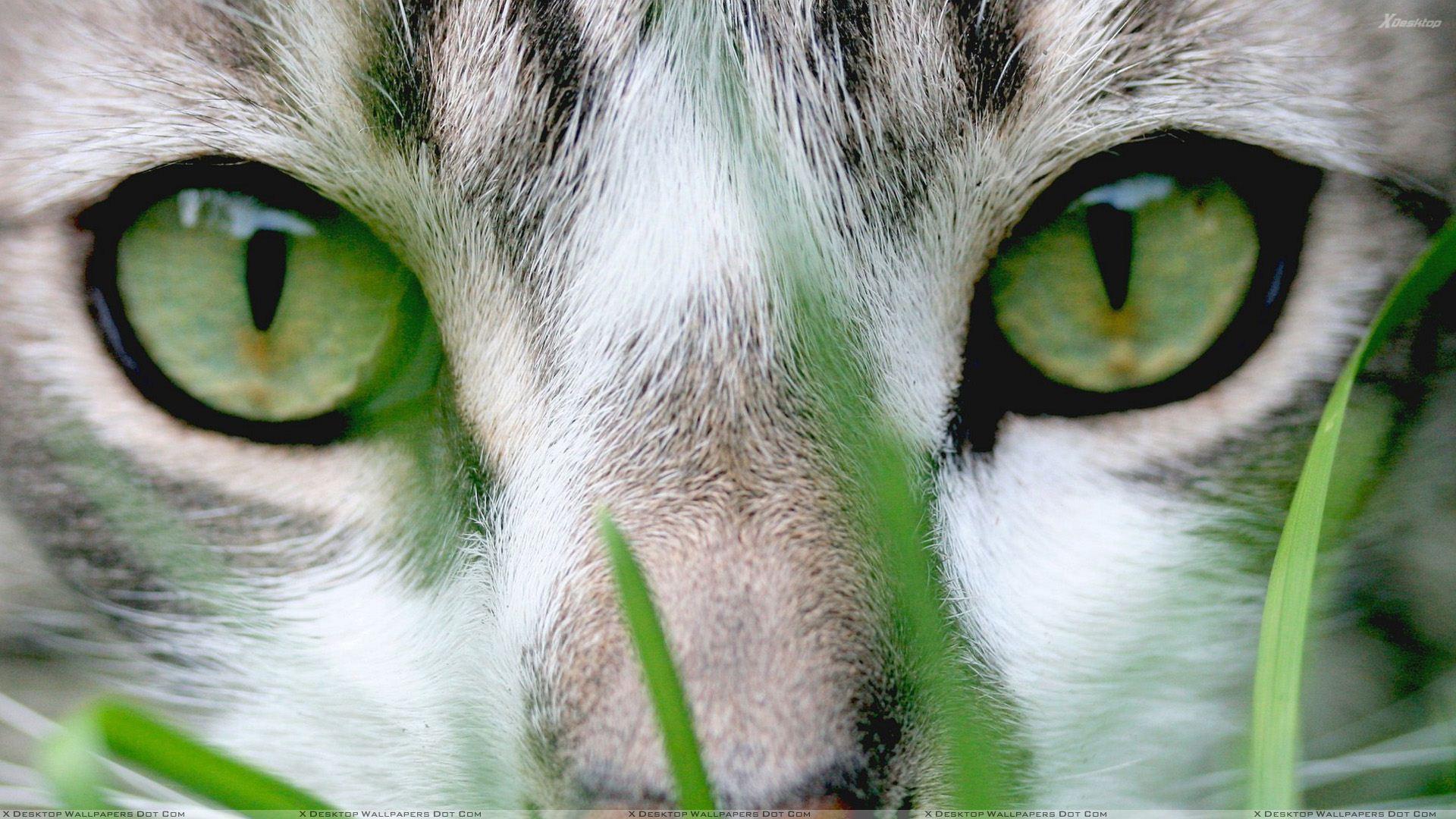 Green Eyes Cat Face Closeup Wallpaper