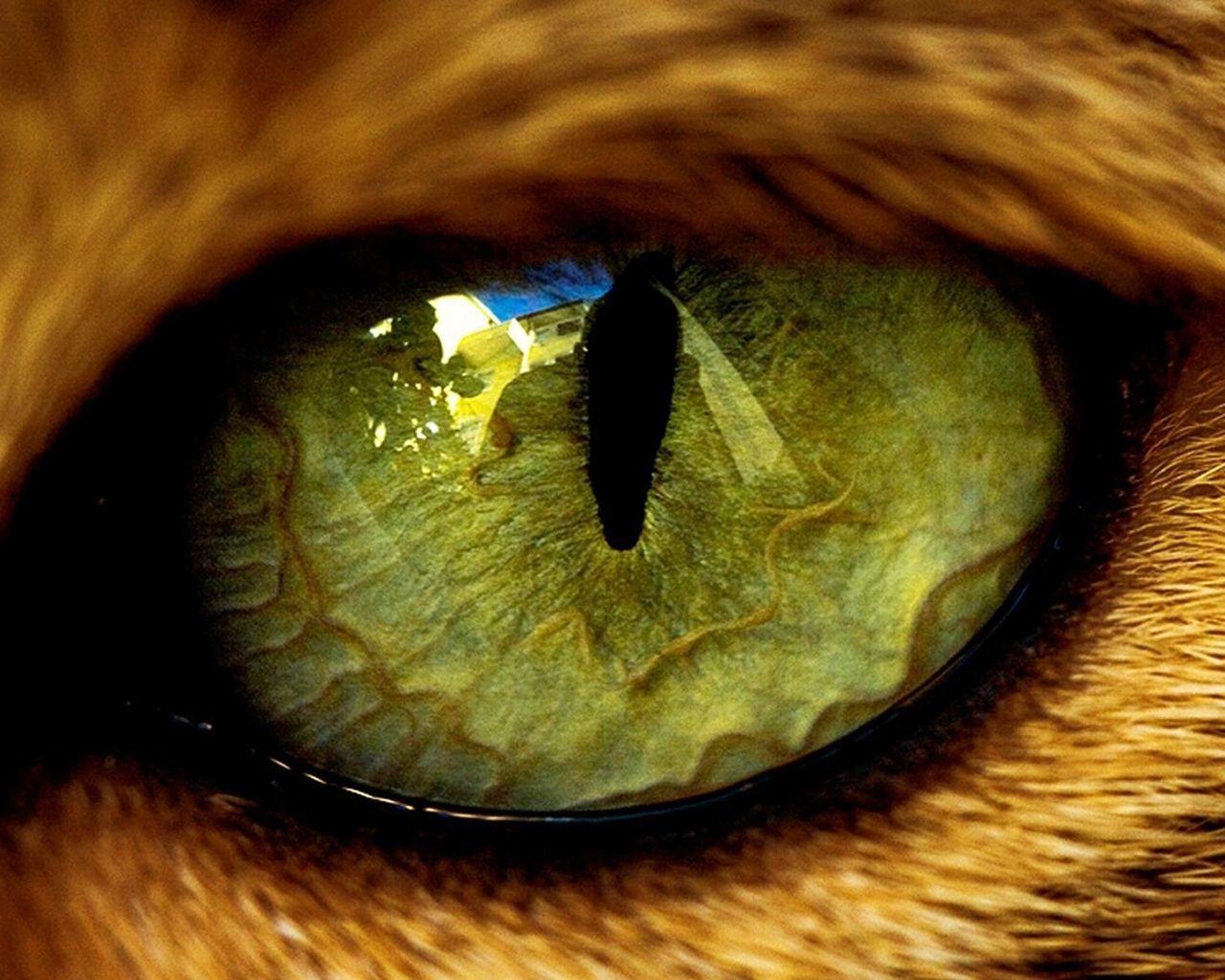 Green animal eye