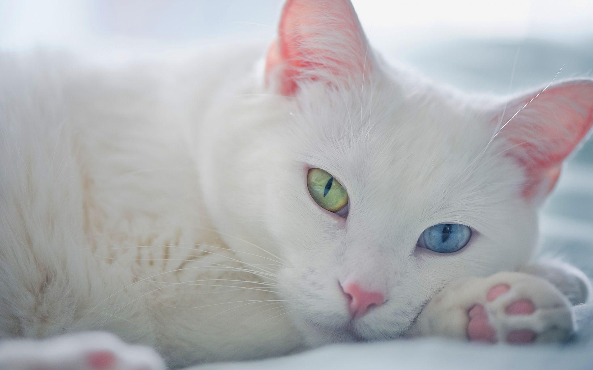 Hite Kitten With Green Eyes HD Wallpaper, Background Image