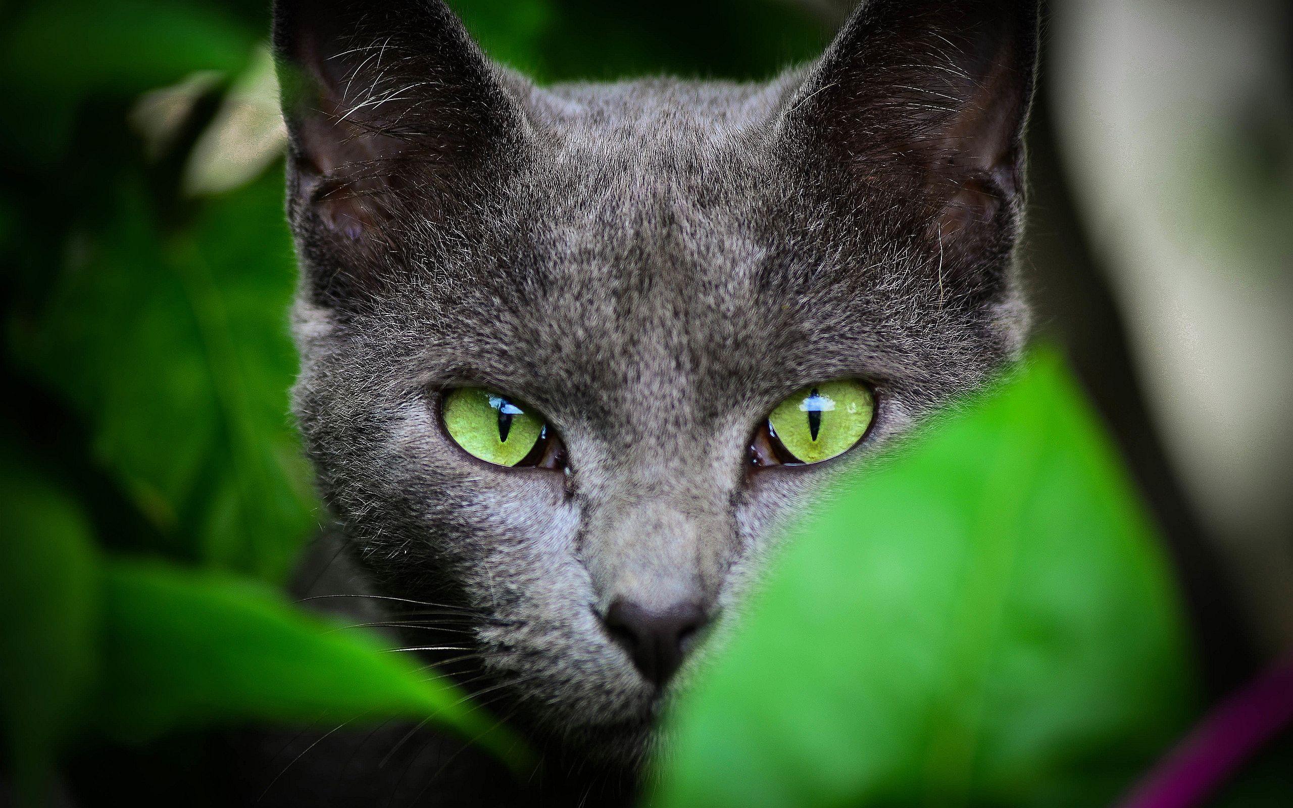 Gray Cat Green Eyes wallpaperx1600