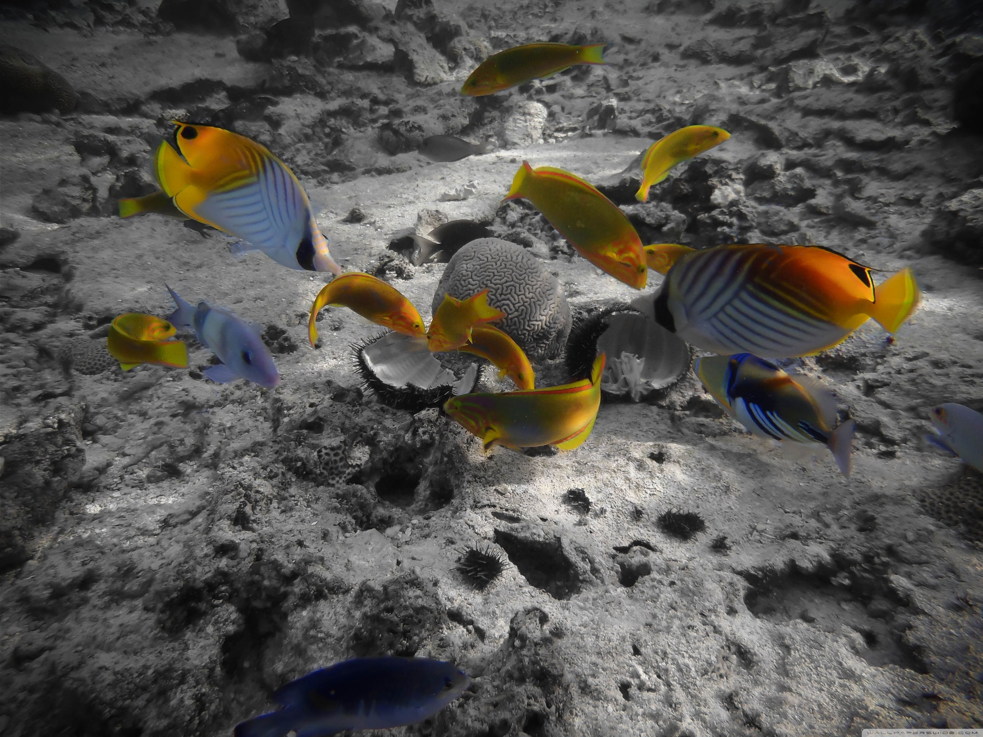 Rarotonga Underwater ❤ 4K HD Desktop Wallpaper for 4K Ultra HD TV