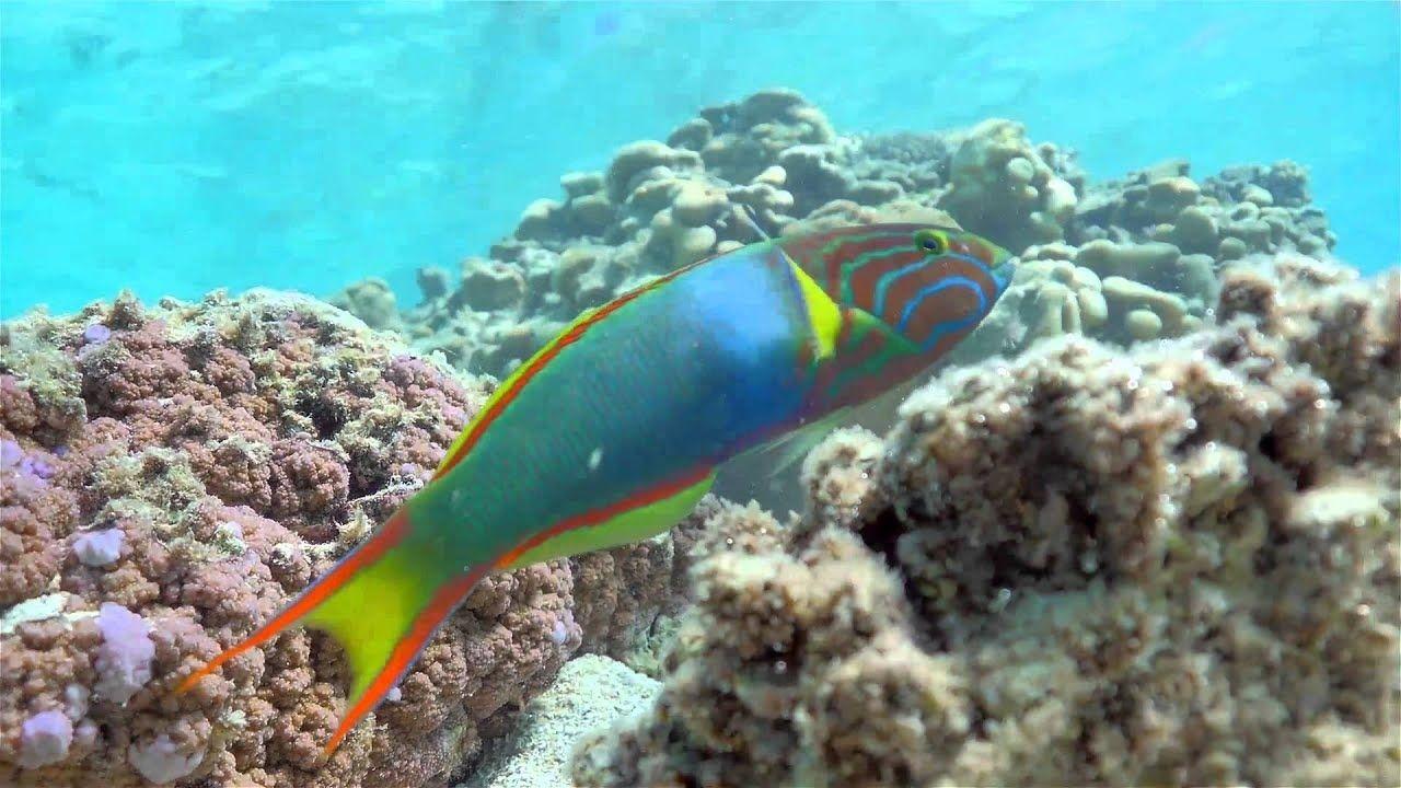 Download Rarotonga Underwater Wallpaper Animals
