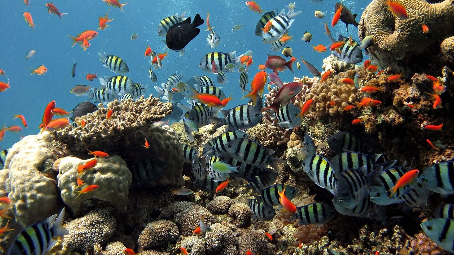 Download Amazing Rarotonga Underwater Wallpaper