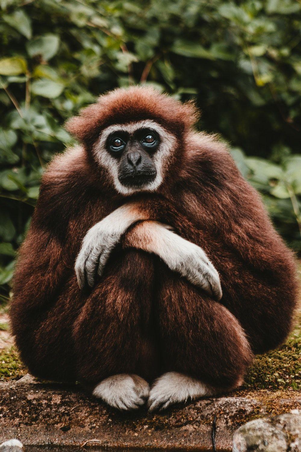 Monkey Picture [HD]. Download Free Image &