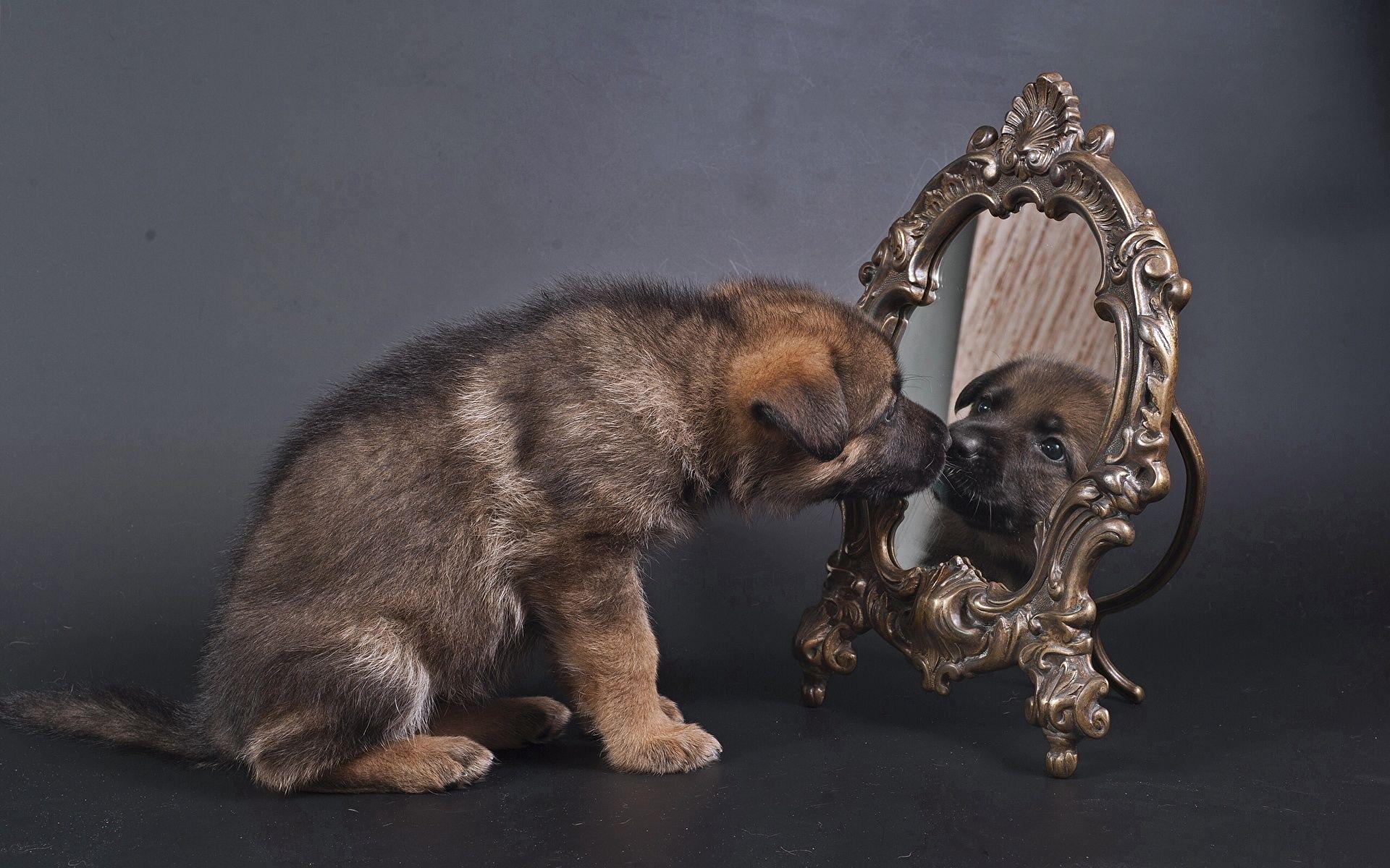 Image Puppy Shepherd Dogs Reflection Mirror Animals 1920x1200