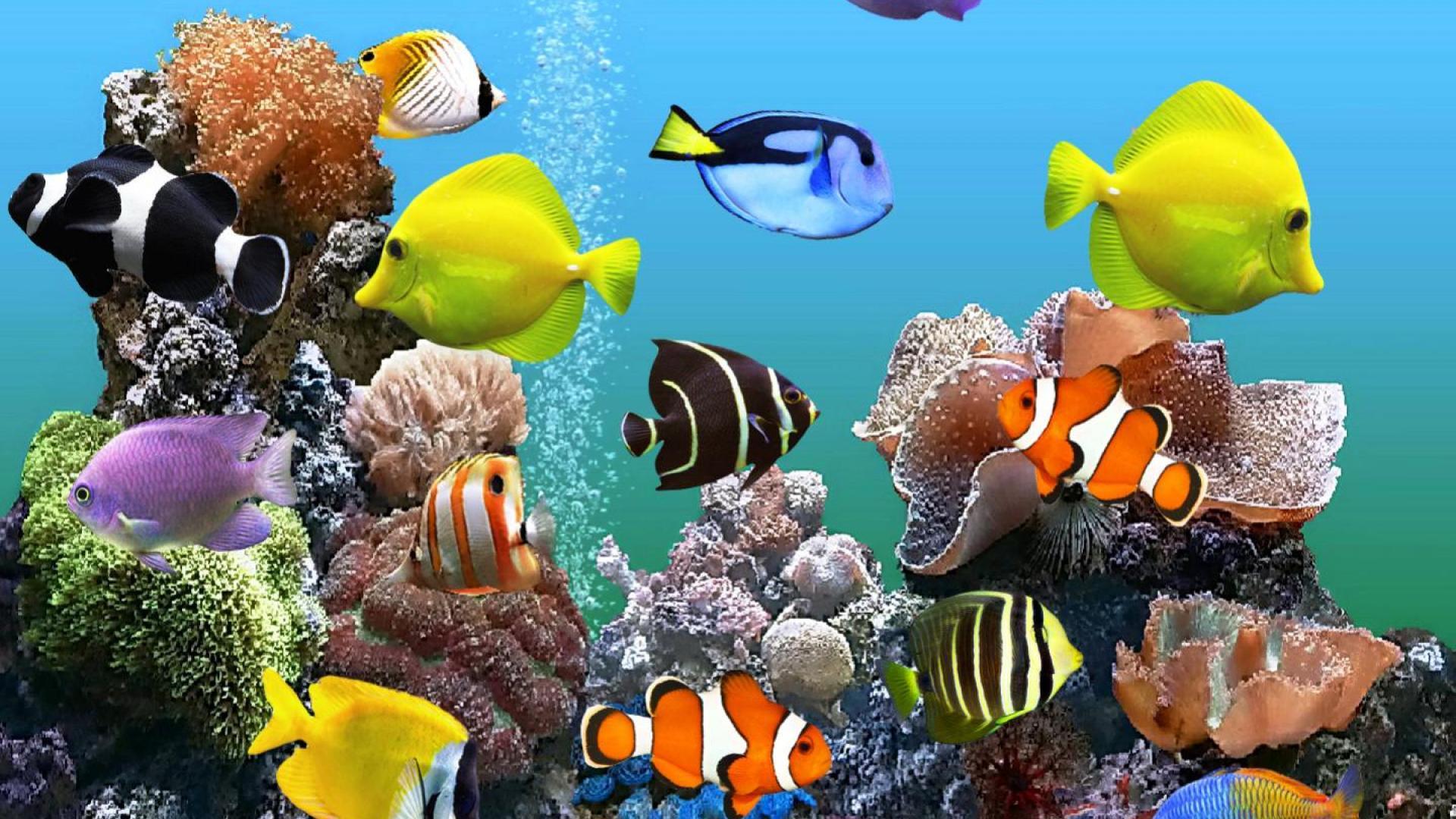 Diversity of Fish in Aquarium # 1920x1080. All For Desktop