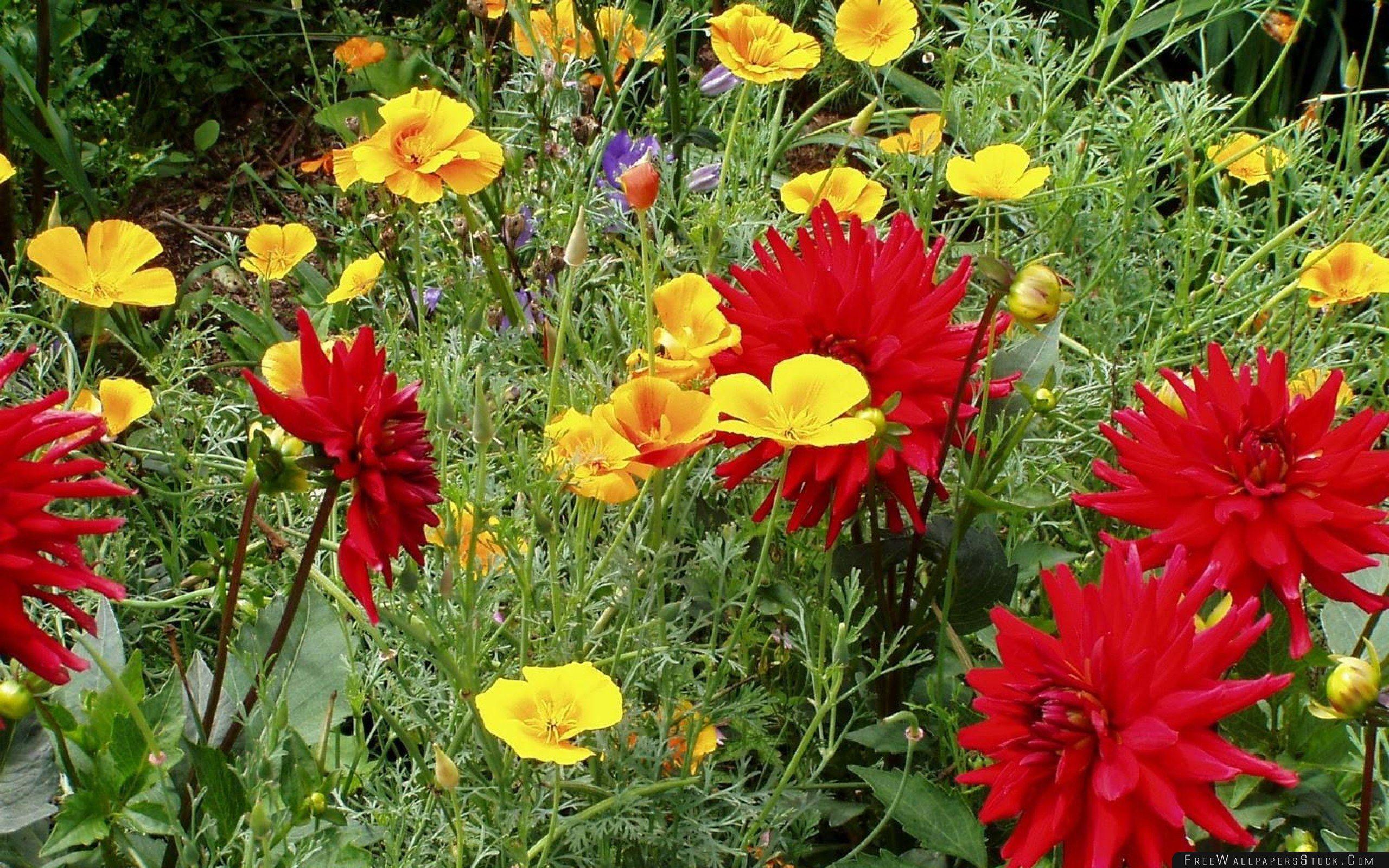 Dahlias Eshsholtsiya Flowers Diversity Green Wallpaper