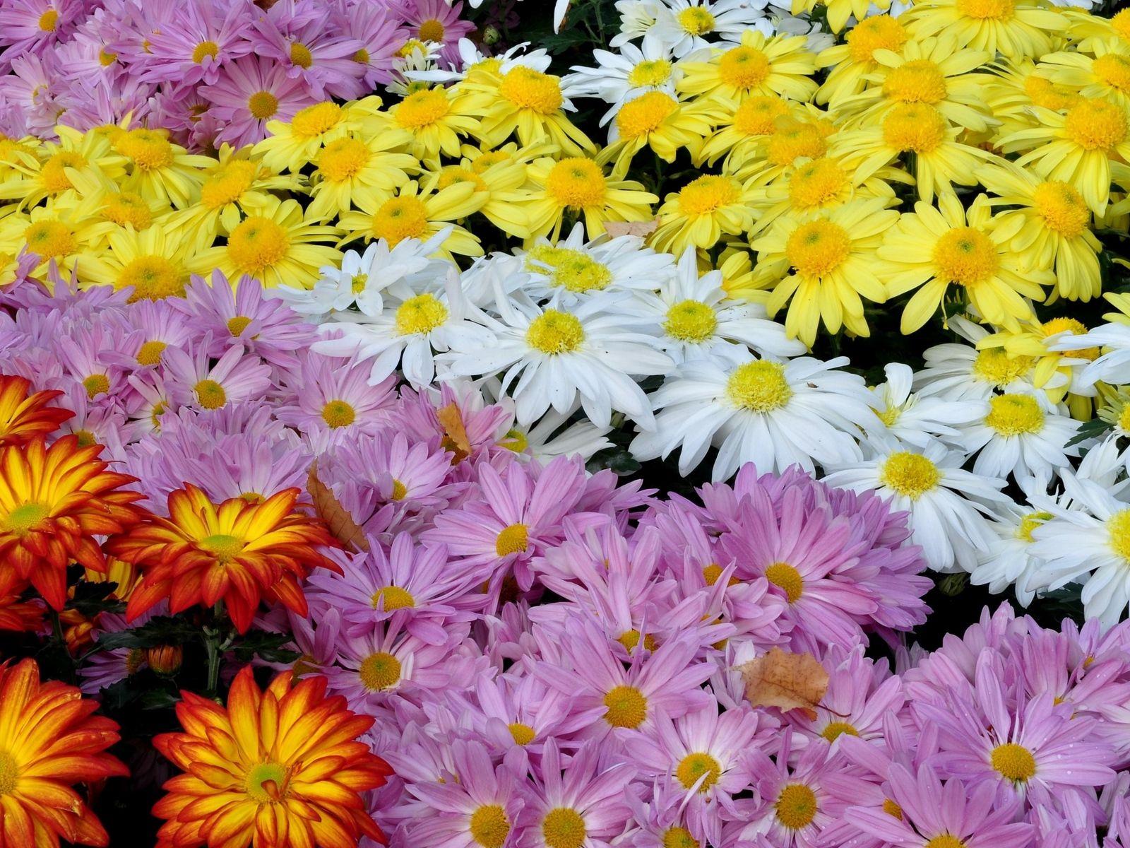 Download wallpaper 1600x1200 chrysanthemums, flowers, colorful