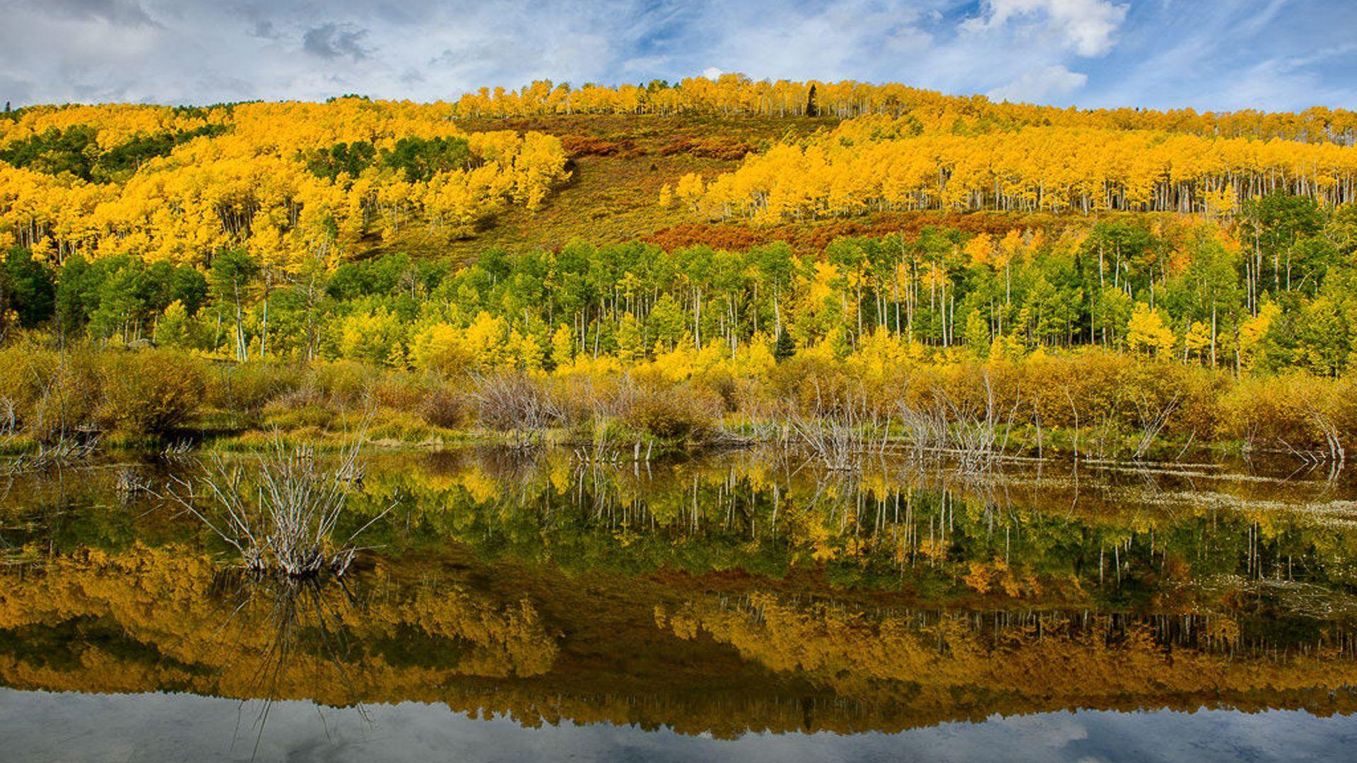 Diversity In Fall Colorado Usa Forest Birch With Autumn Leaves