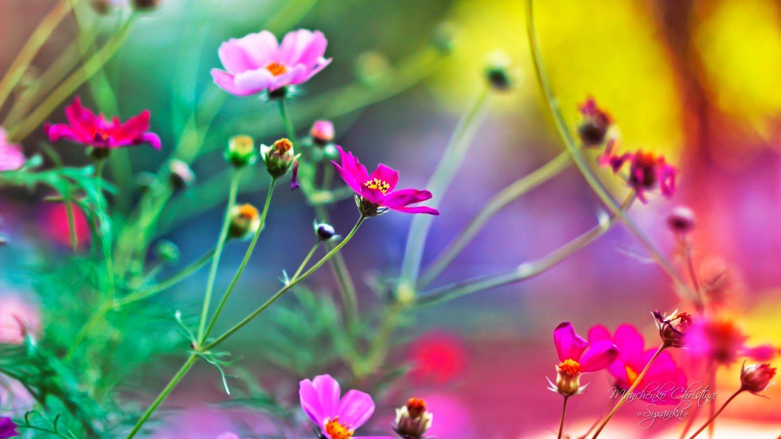 Lovely Image Of Flowers HD Wallpaper. High Definition Wallpaper